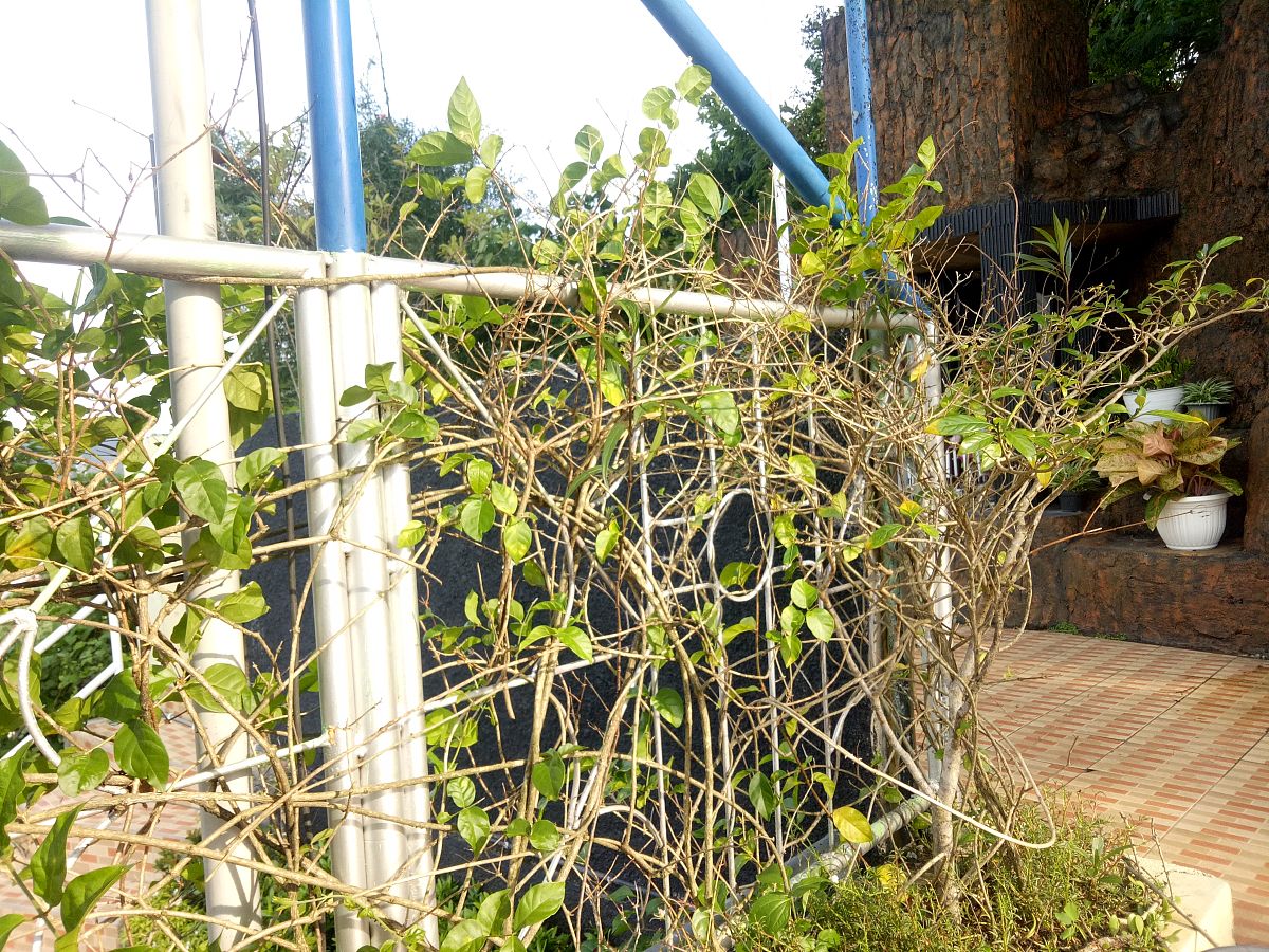没有藤子这一说法哦这一种材料就叫藤