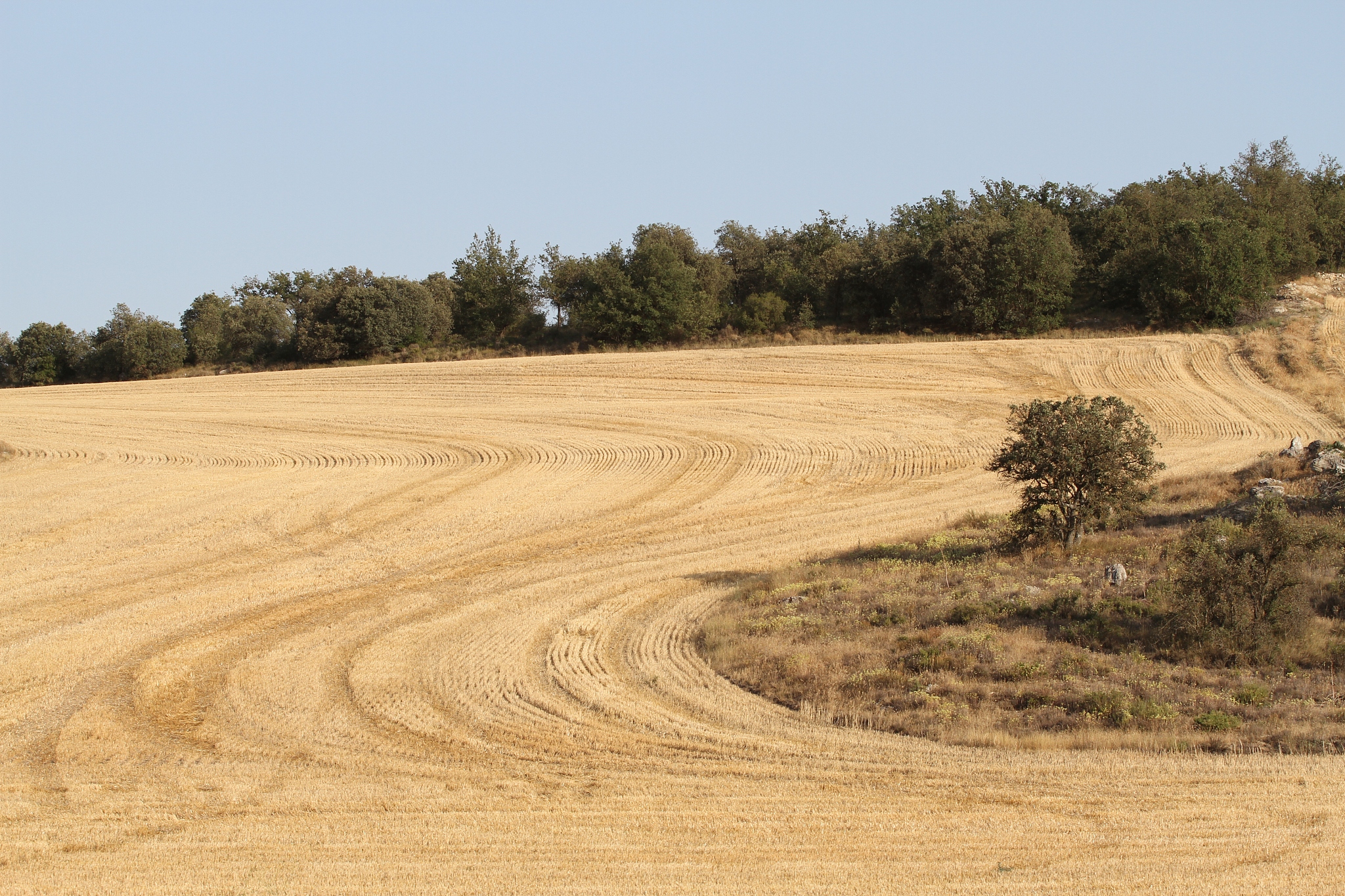 grain field