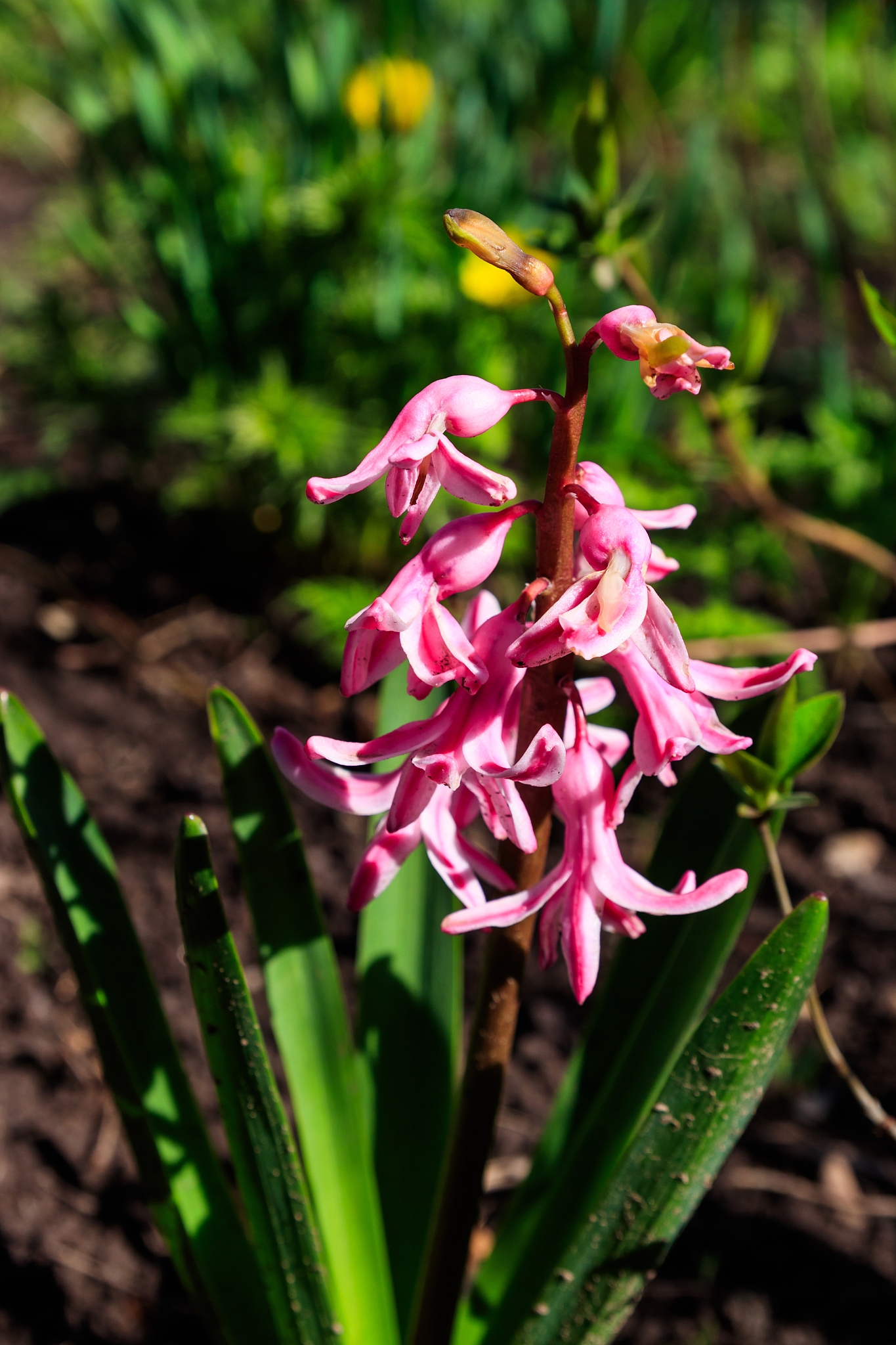 pink hyacinth in garden