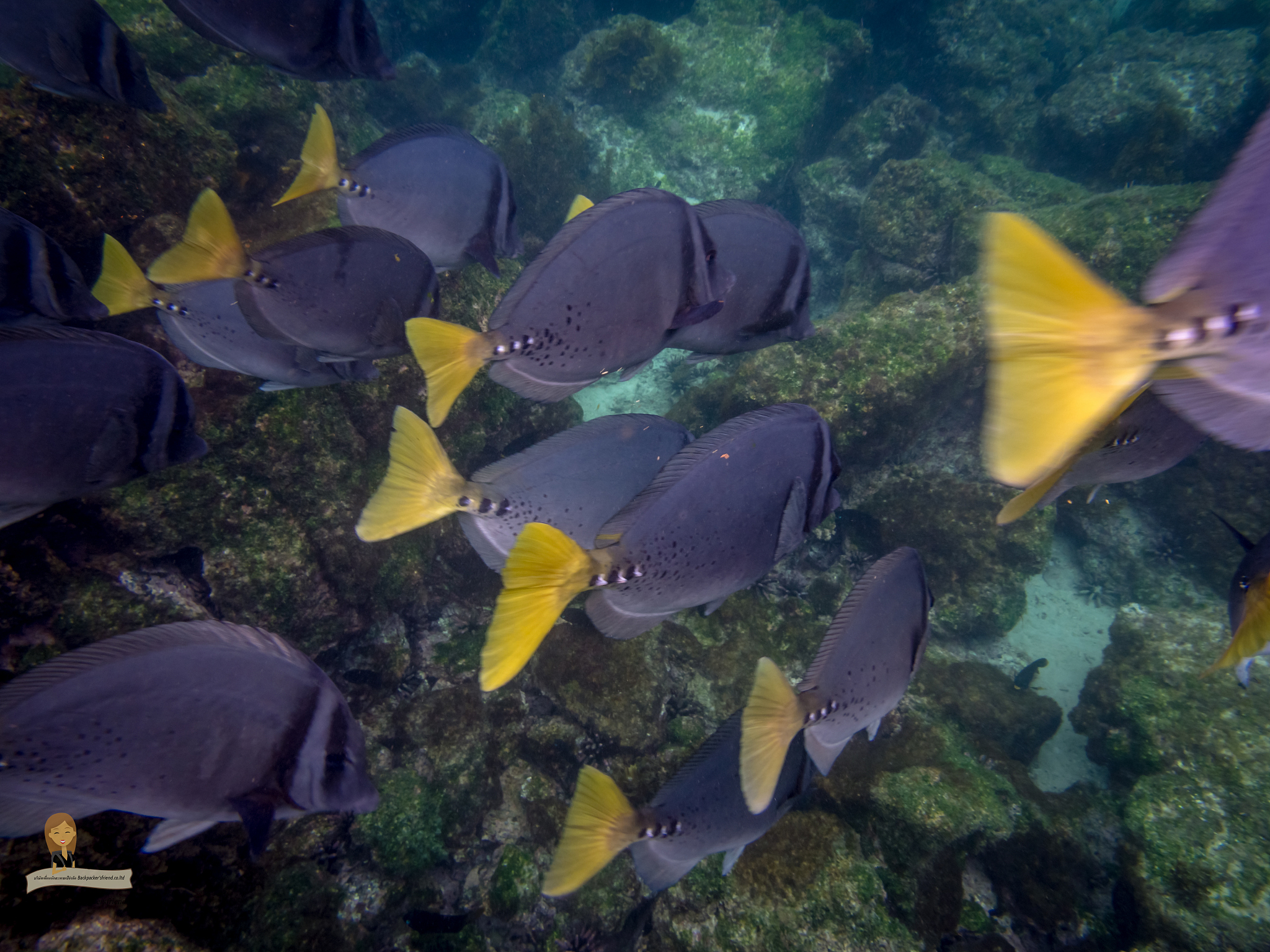 fish of galapagos