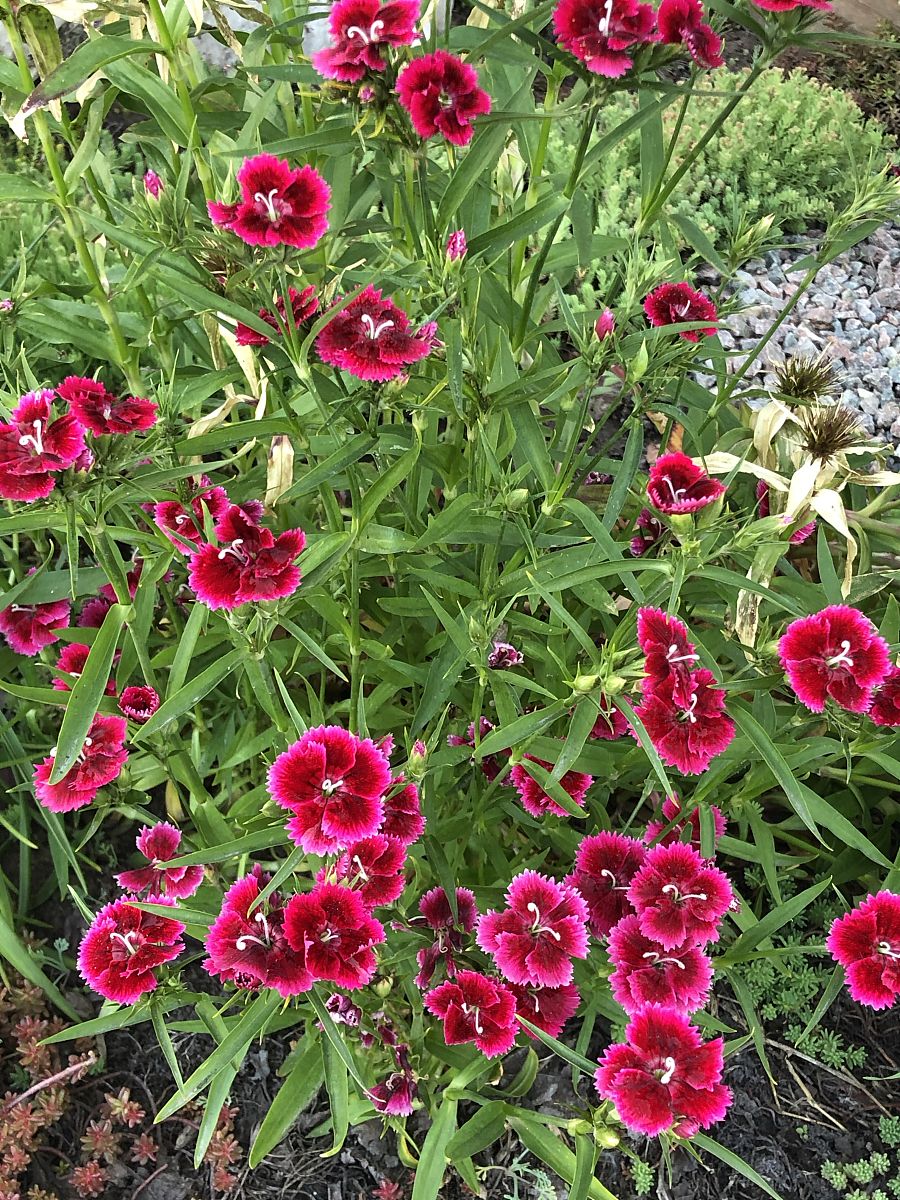 格桑花种子播种时间是什么时候有什么注意事项1500字