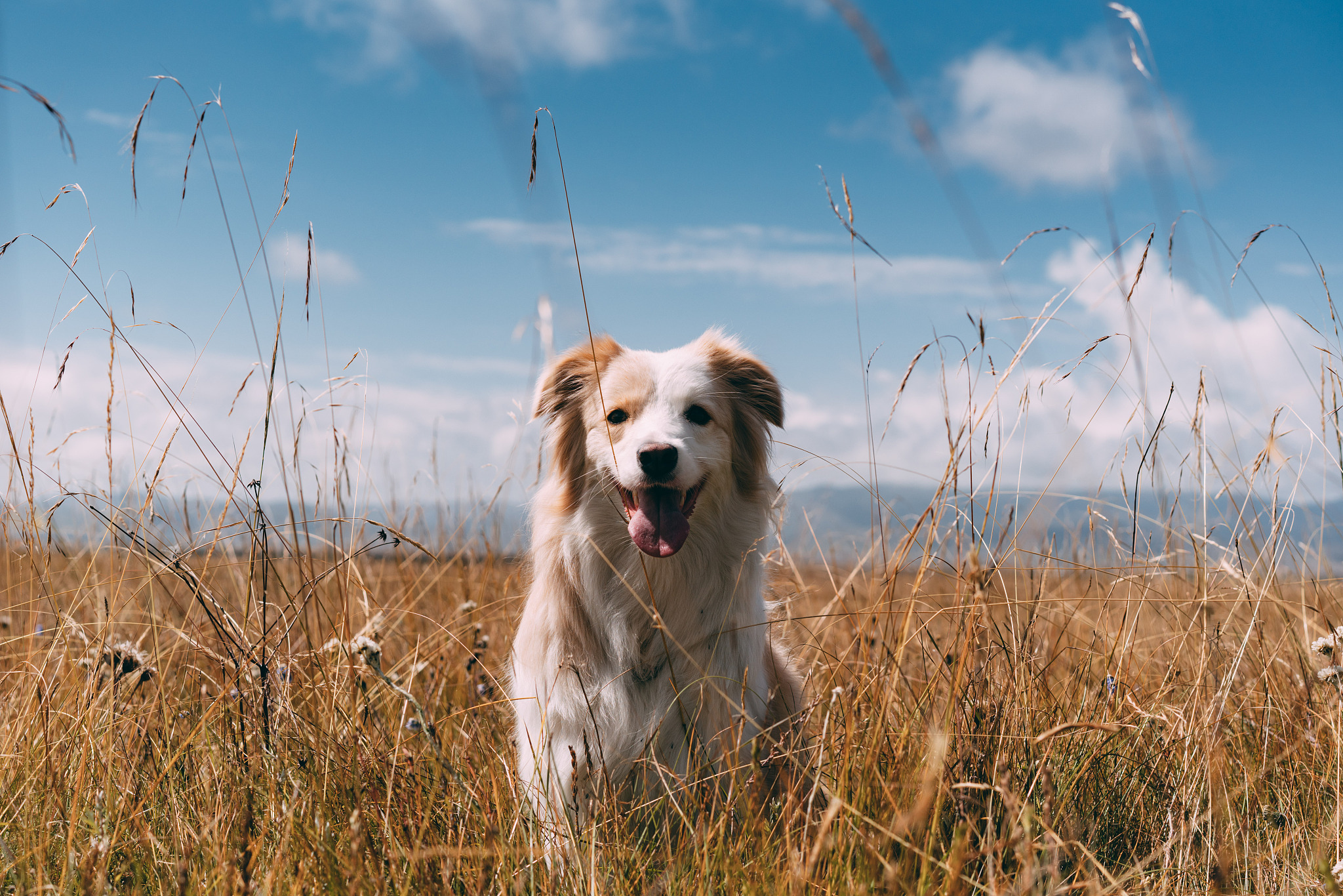 请以狗为主体开头是狗狗狗仿写鹅鹅鹅曲项向天歌。白毛浮绿水红掌拨清波这首诗