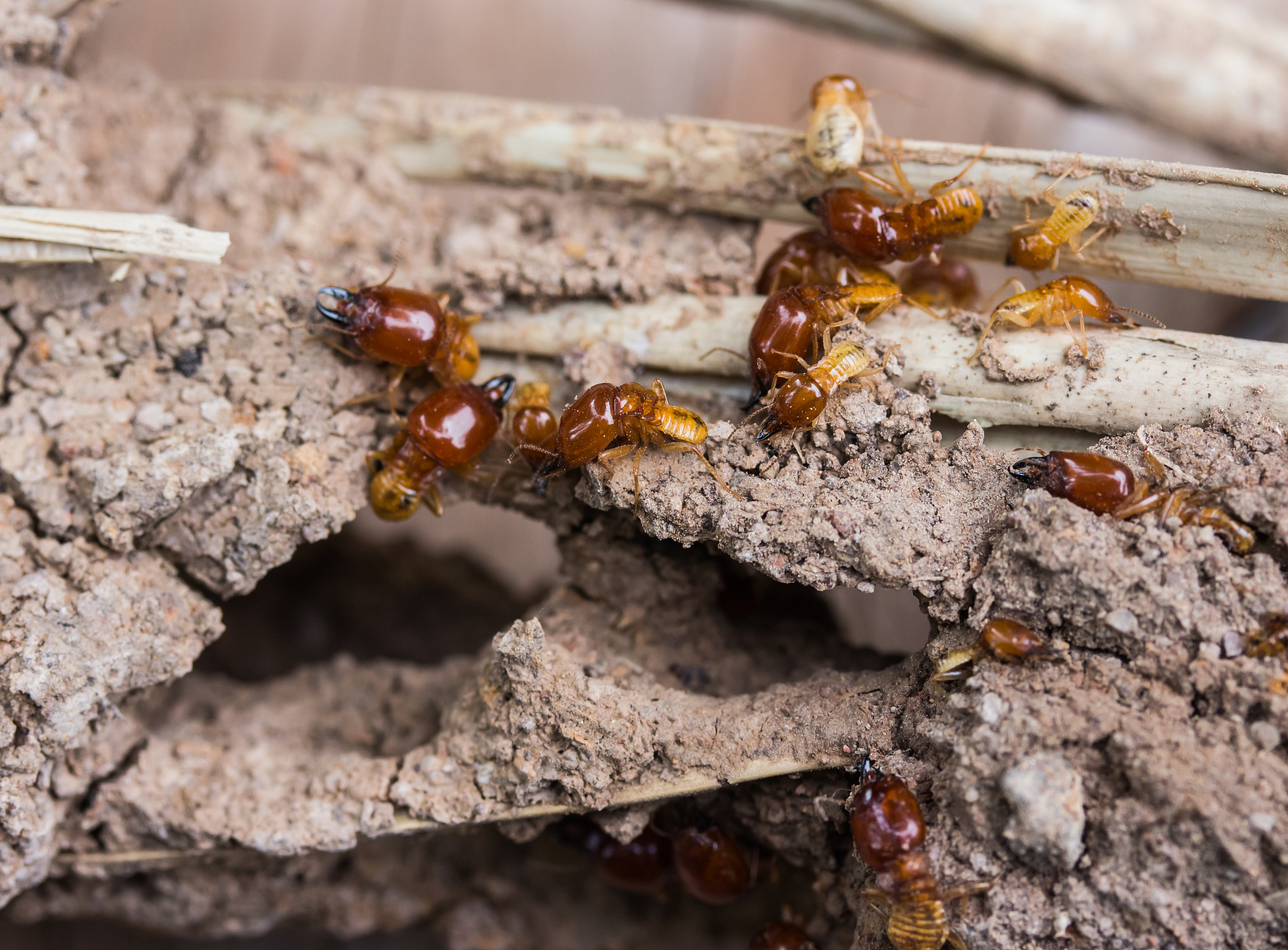 termites are nesting in the timber.