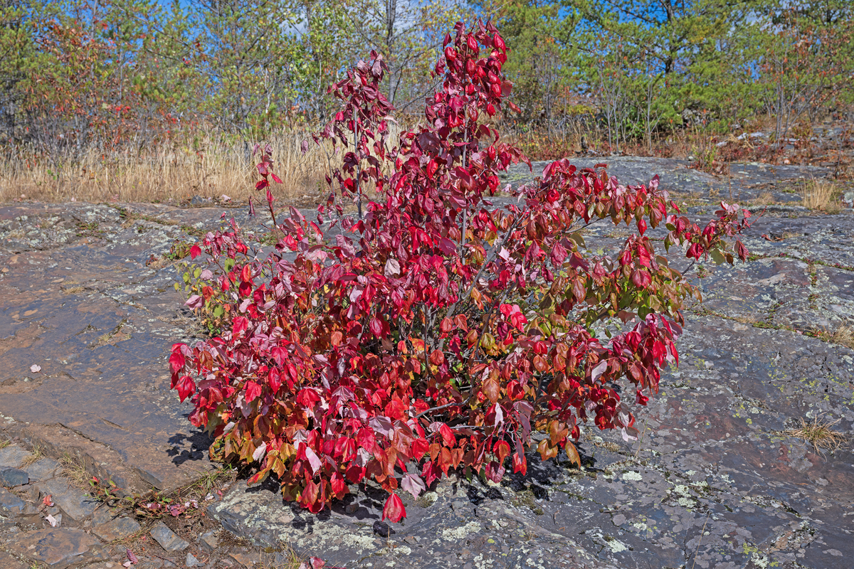 延安市彩叶树种园林绿化应用：乡土植物资源发掘建议