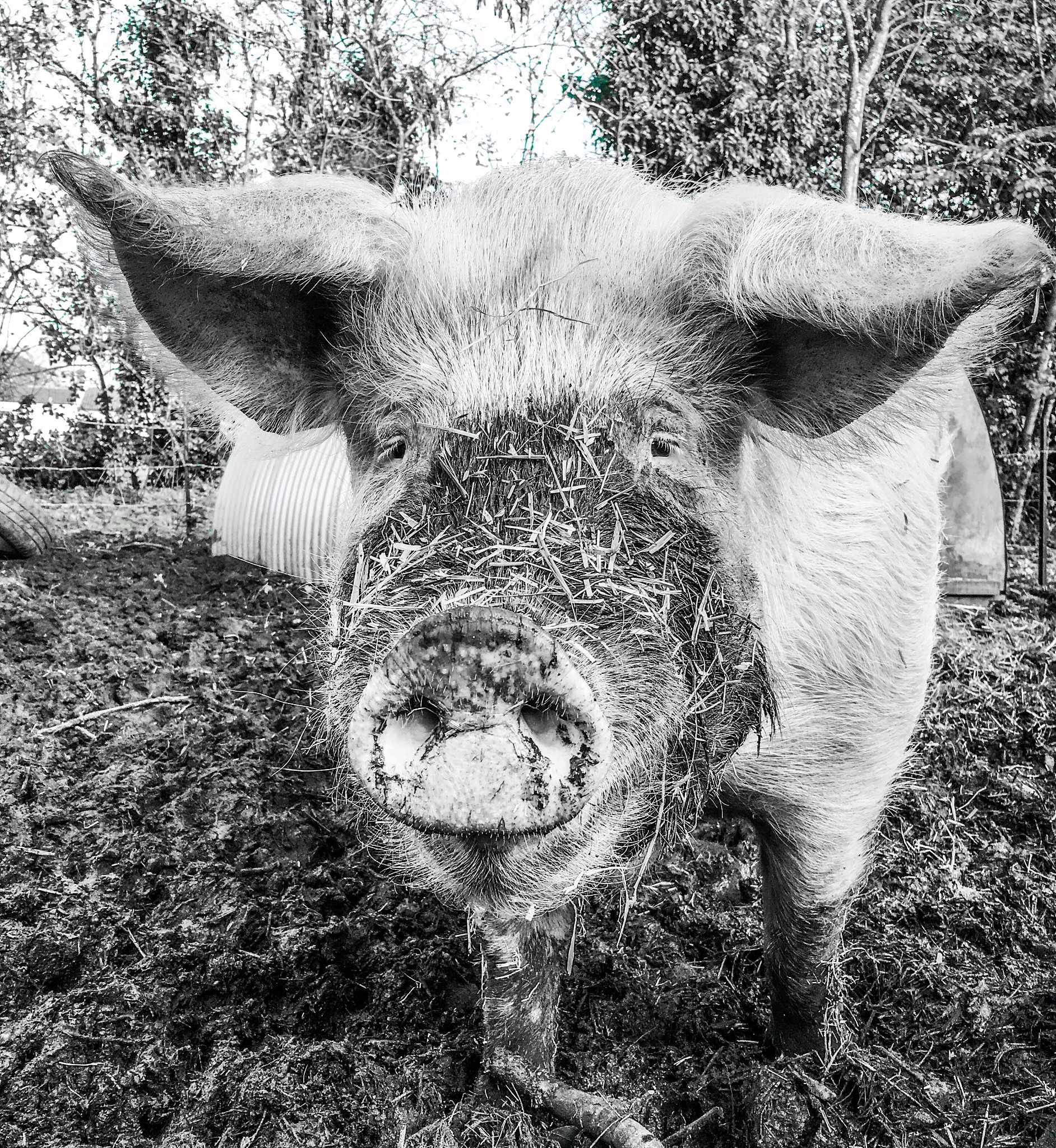 地球最强生物？800字带你重新认识“神奇”的猪！