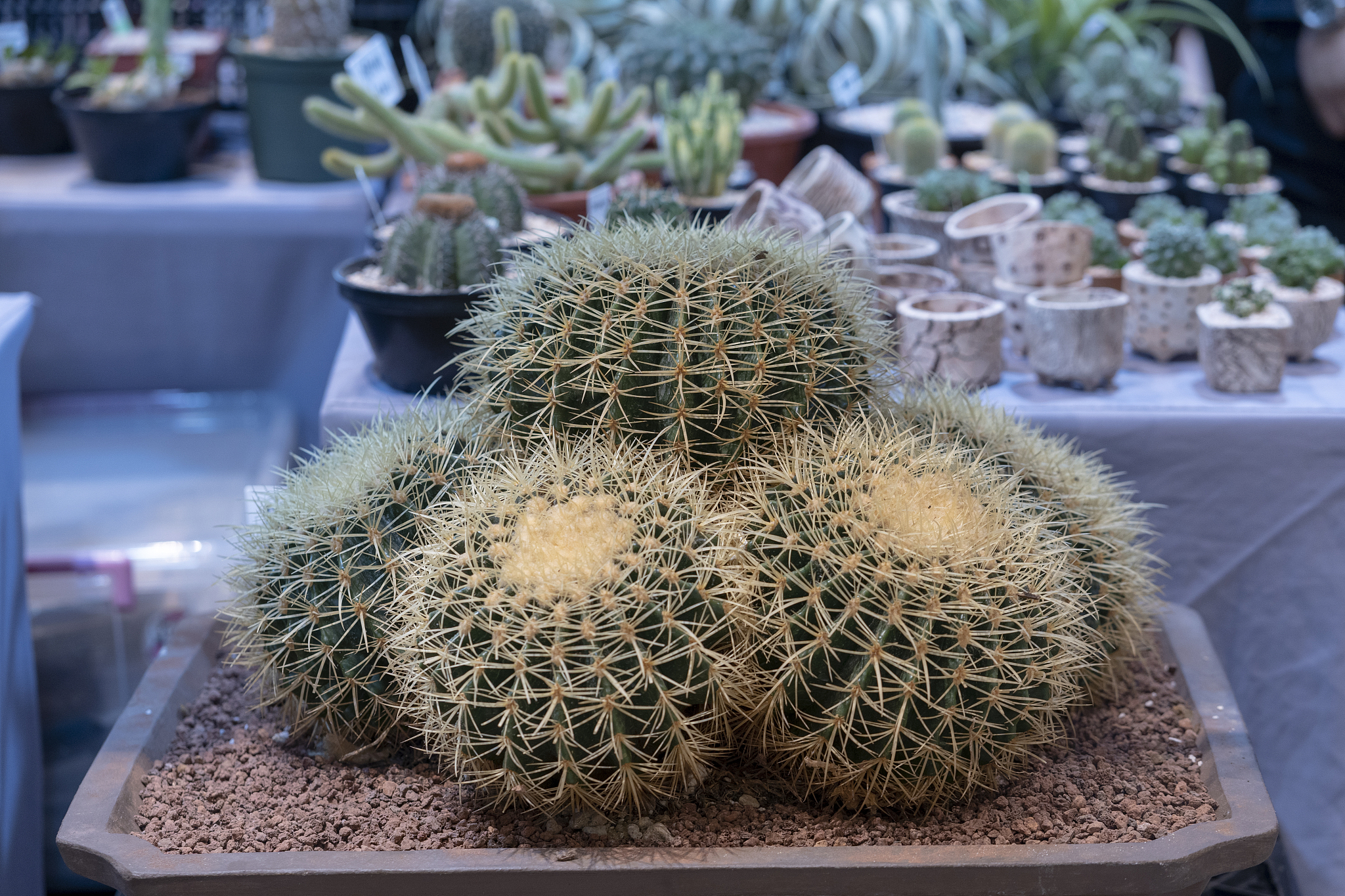 echinocactus grusonii, cactus planted in pots.