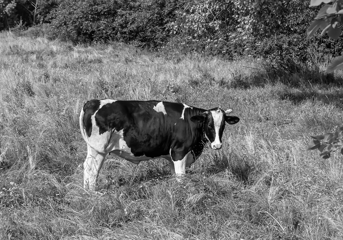 用中文写一篇犊牛新蛔虫病的防治措施从犊牛自身、生存环境和药物治疗等方面进行论述不得少于800字。