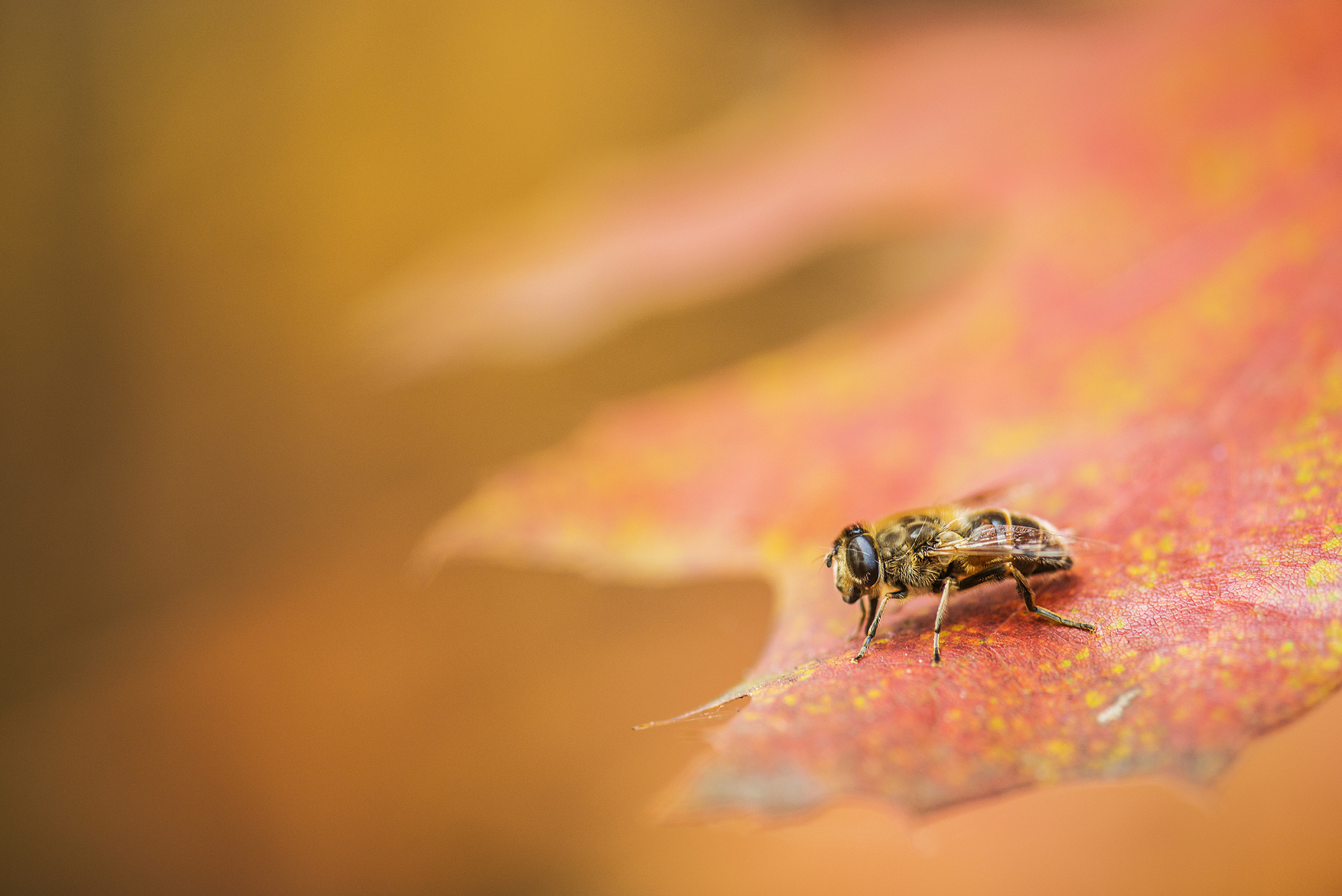 生物表现型：定义、类型和重要性