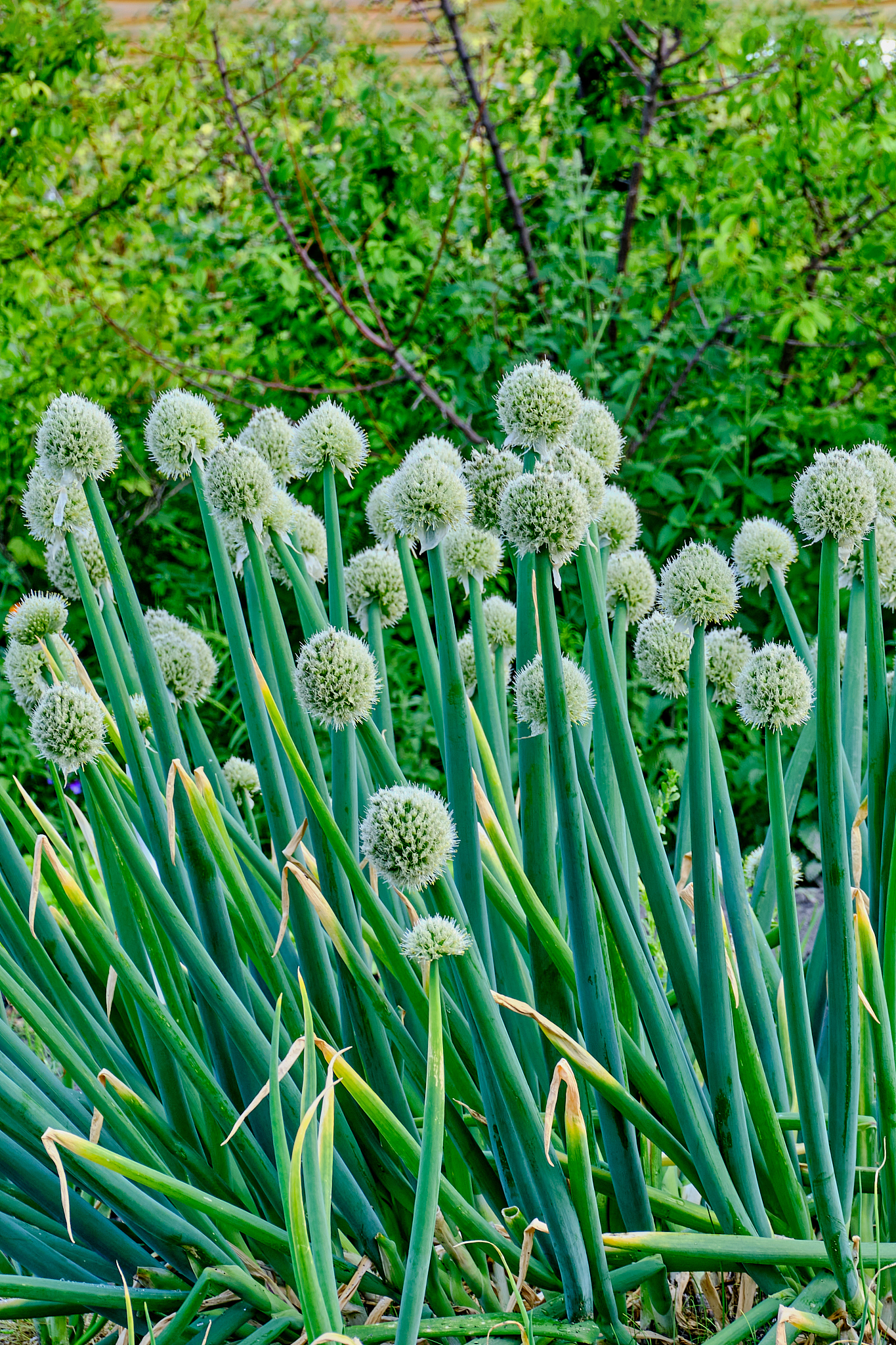 blooming welsh onion in the vegetable garden