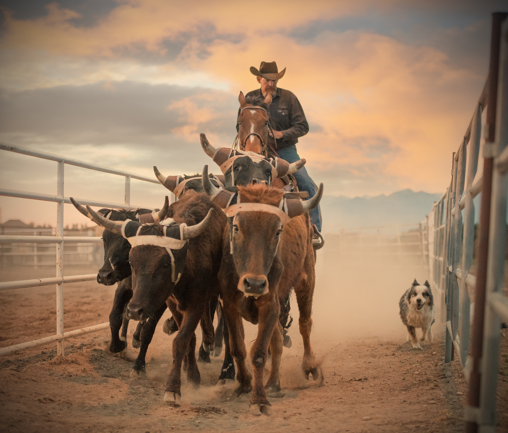 cowboy on horse herding calves in sunset