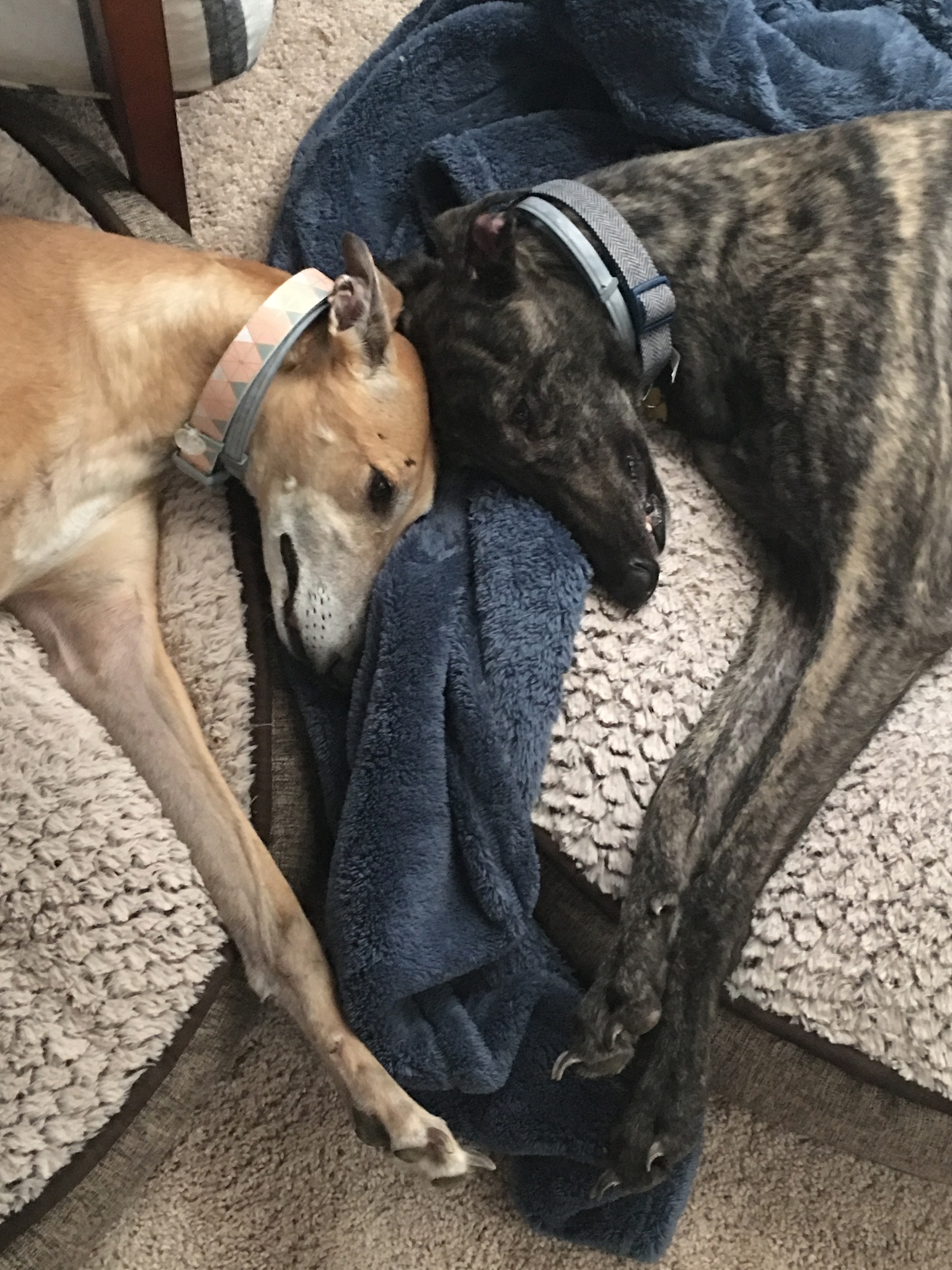 用500字分析宠物犬心理特点