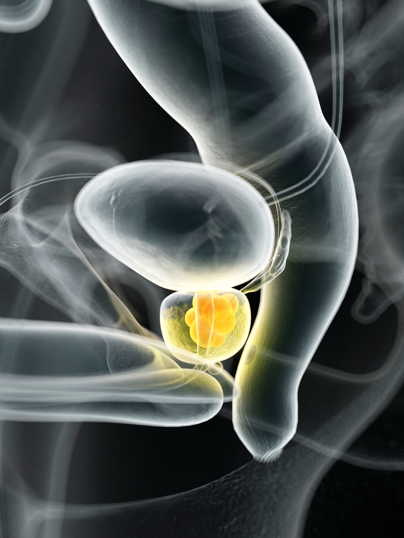 前列腺特征：位置、功能、疾病 - 男性健康指南