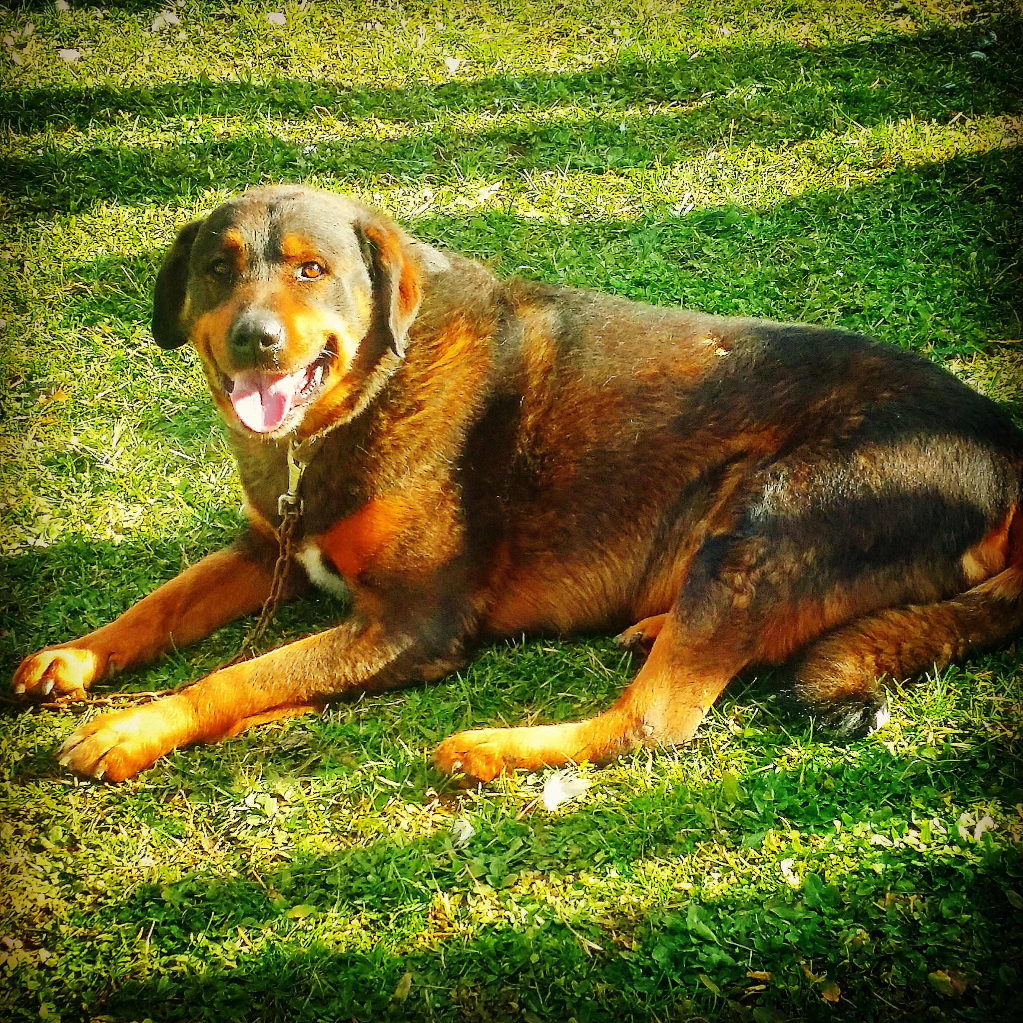 犬先天性肌强直治疗措施