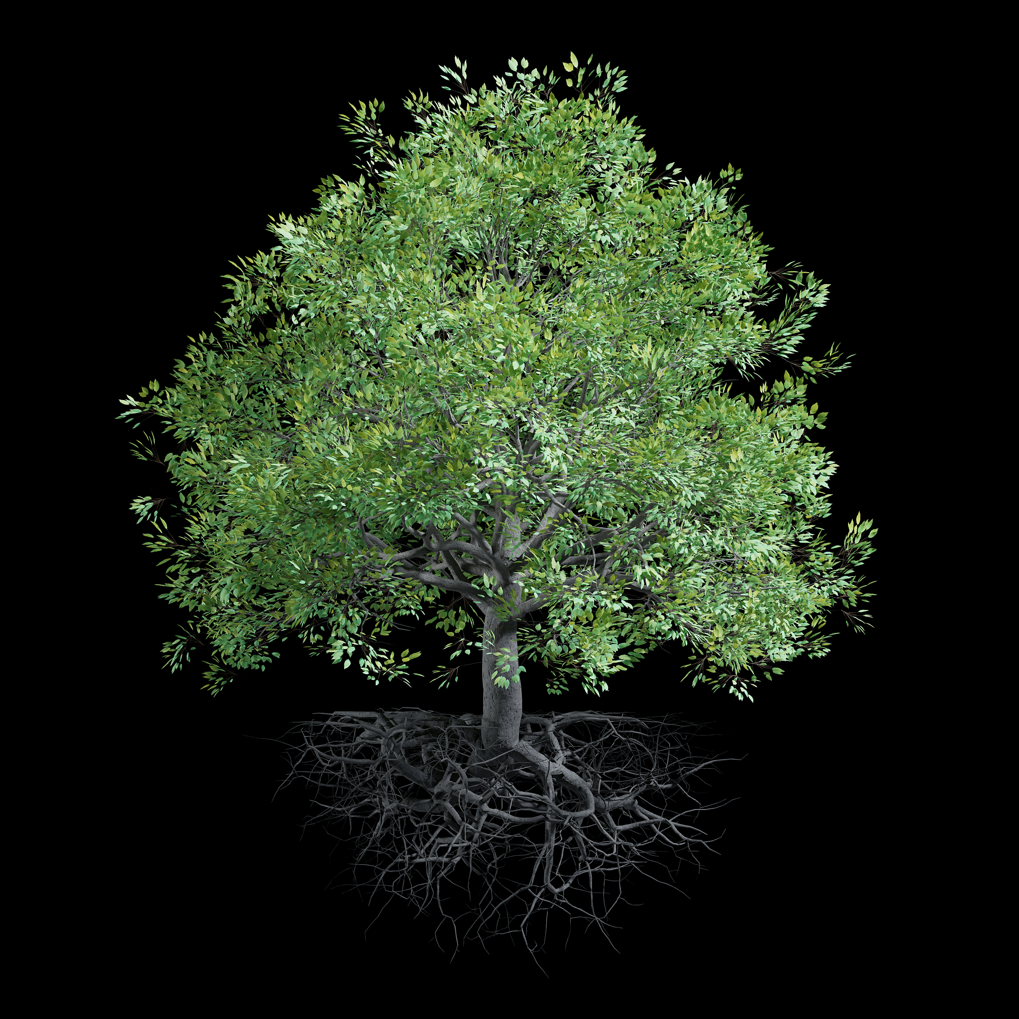 土豆生长速度与空气、温度、水分关系 - 详解影响因素