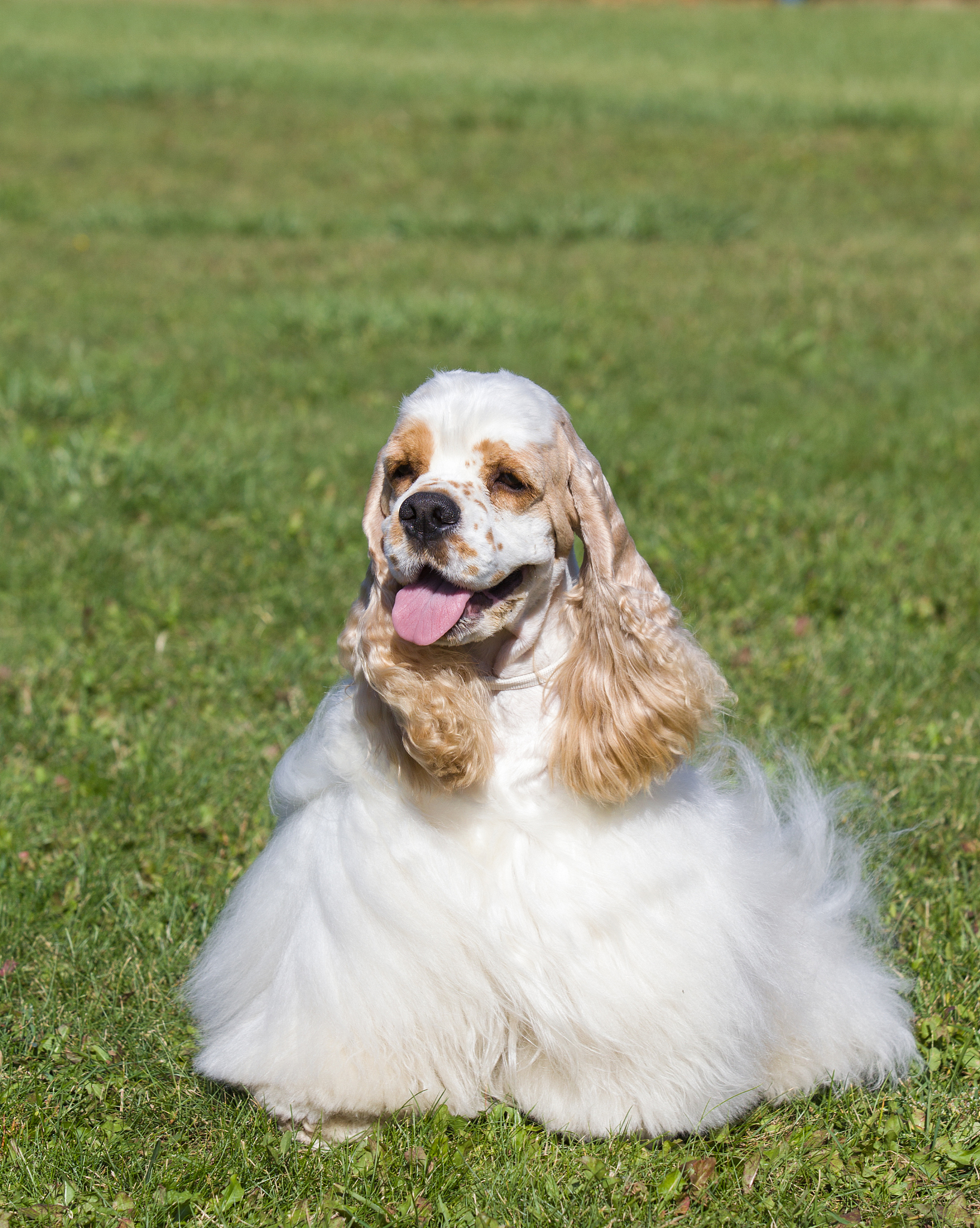广西玉林畜牧兽医学校宠物养护与经营专业怎么样好就业吗