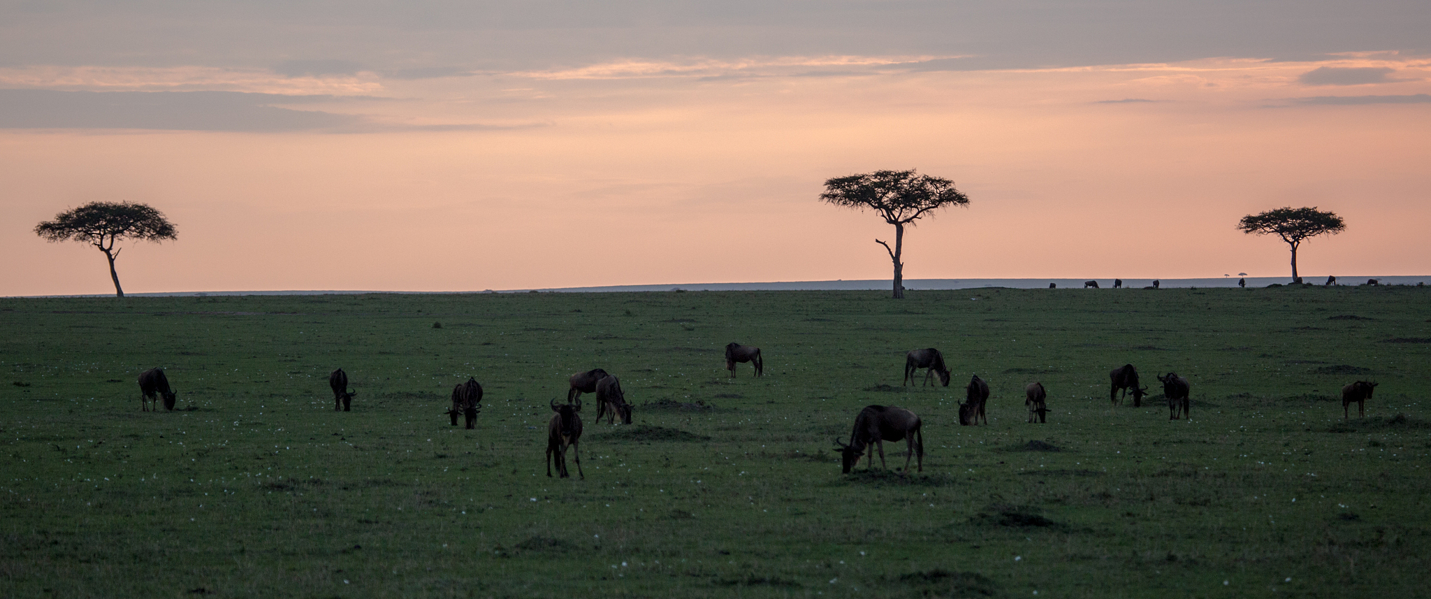 wildebeest herd at dusk