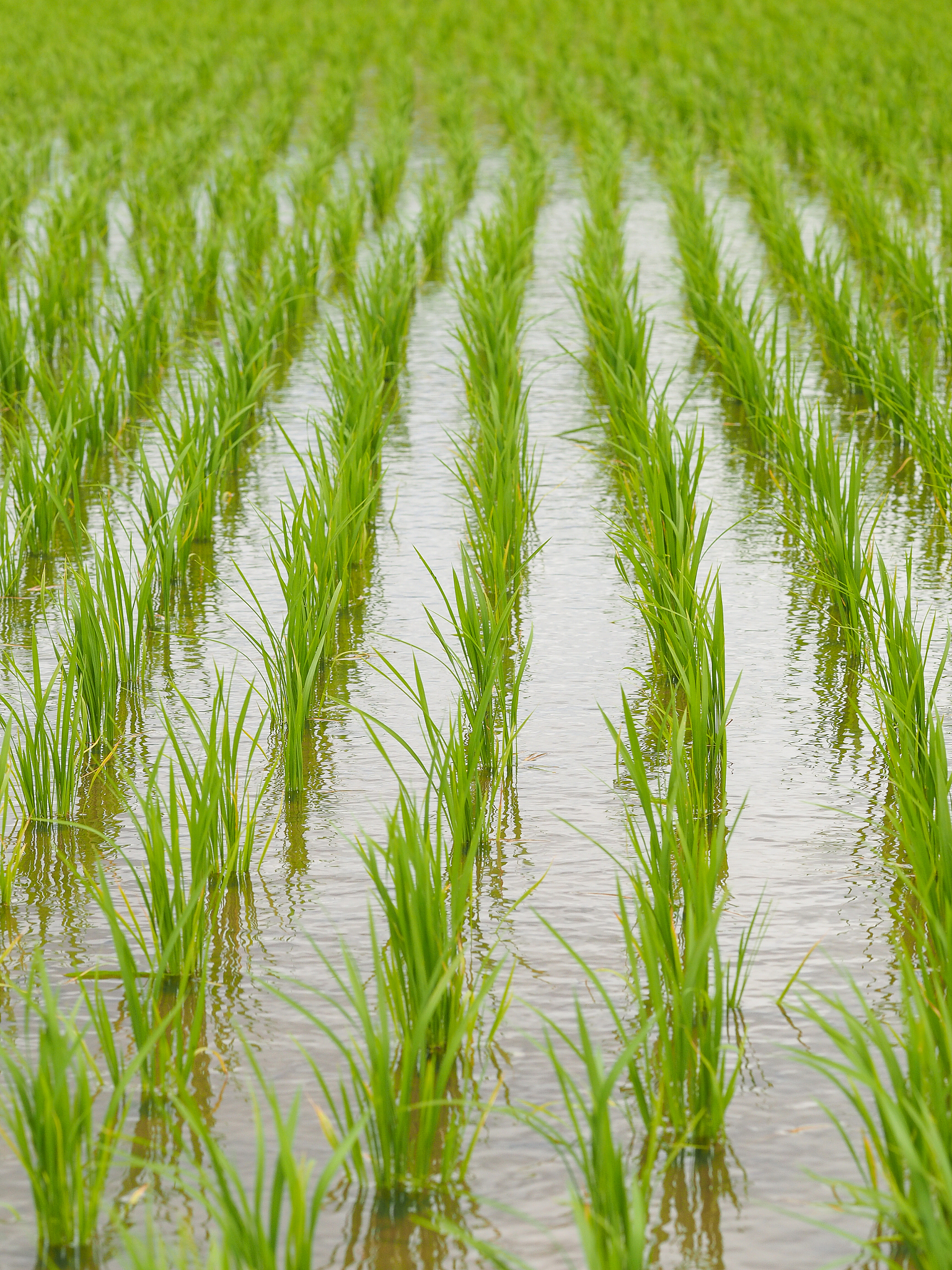 绿色蟹稻米的服务对象是