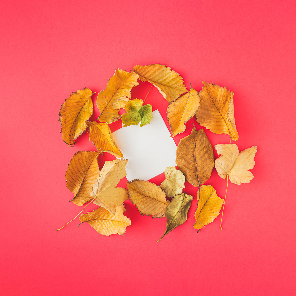 你好帮我写一段大五期间在学习上的预备党员转正的申请