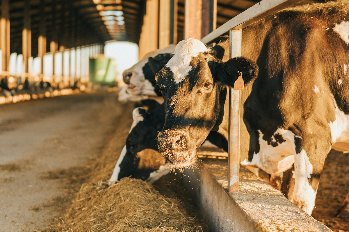 山东畜牧兽医职业学院水产养殖技术专业怎么样？_水产养殖技术专业介绍