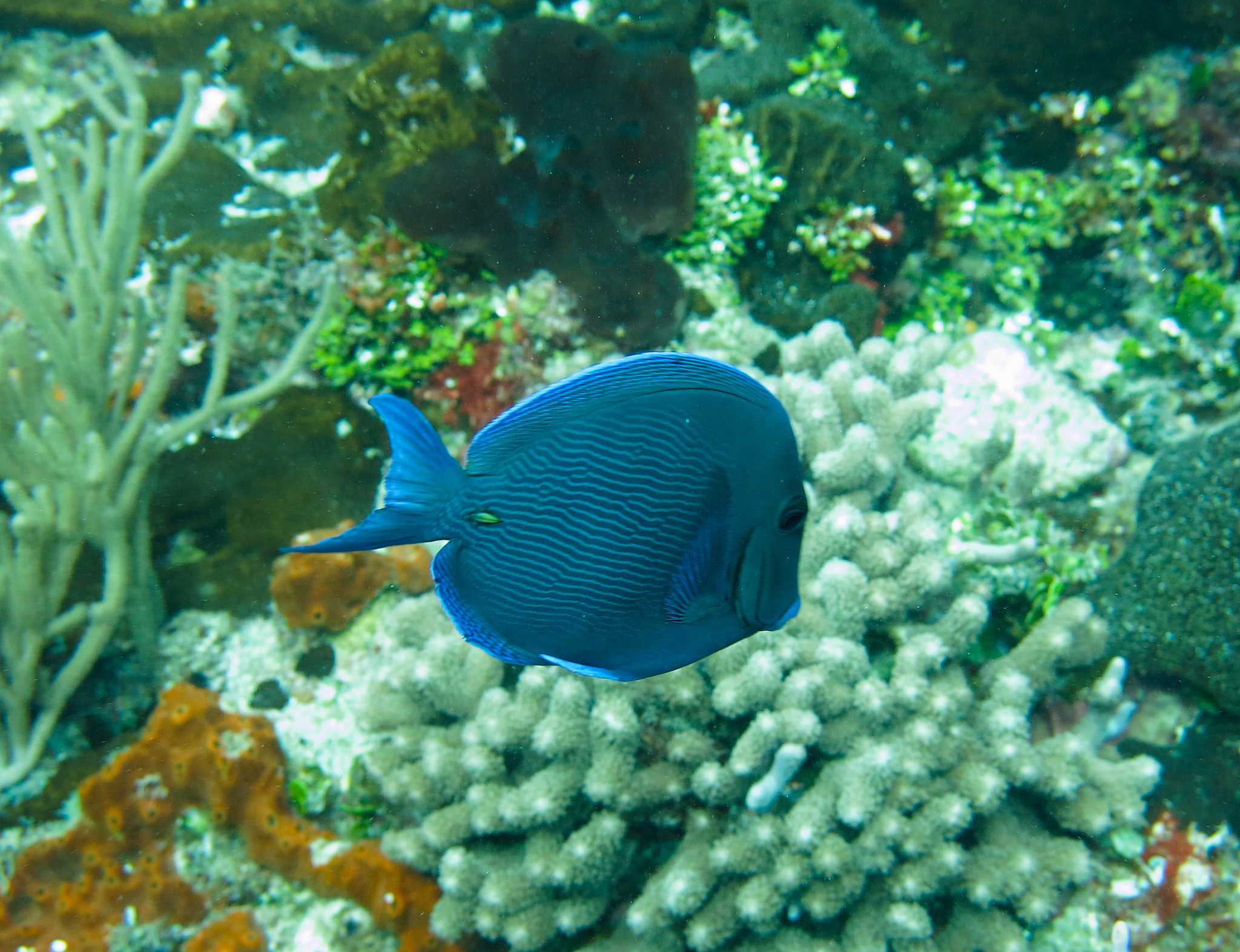 海底大猎杀内置修改器破解版：无限资源、解锁装备，畅享深海生存！