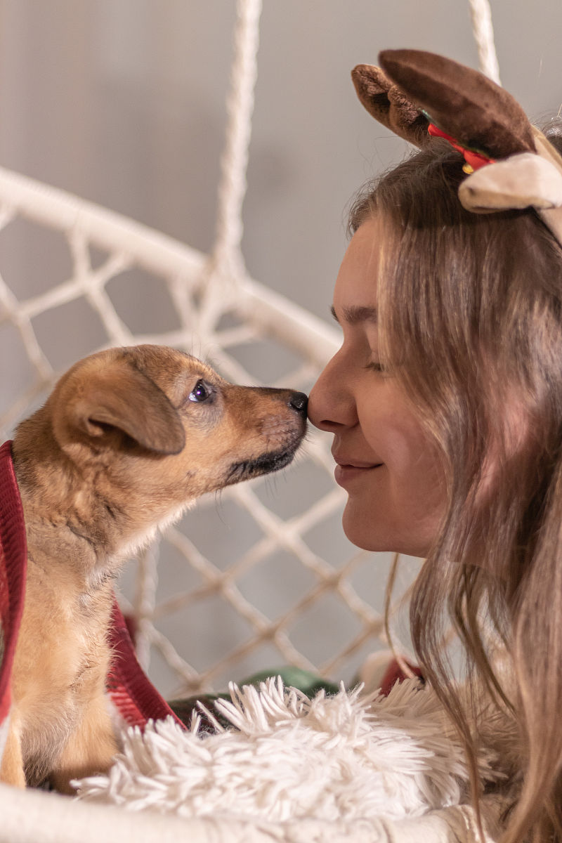 狗狗男人与流浪狗：一部感人至深的宠物题材电影