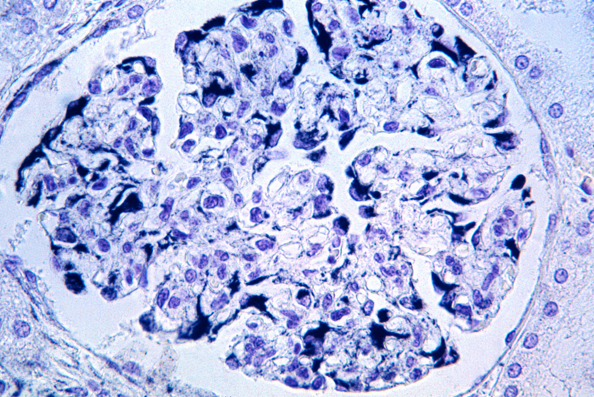 请将下方内容用更为地道、更为科学的英文表达出来： vasculation of endothelial cells