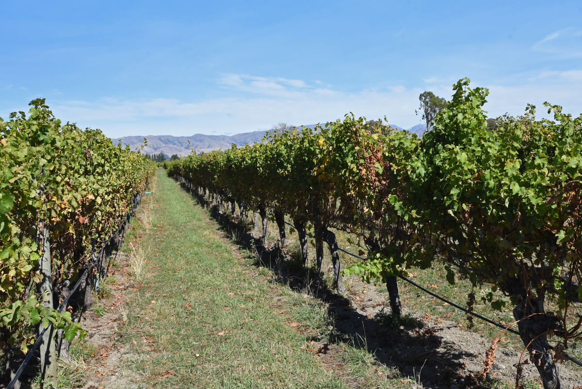 先秦时期嗣子的法律地位一千字