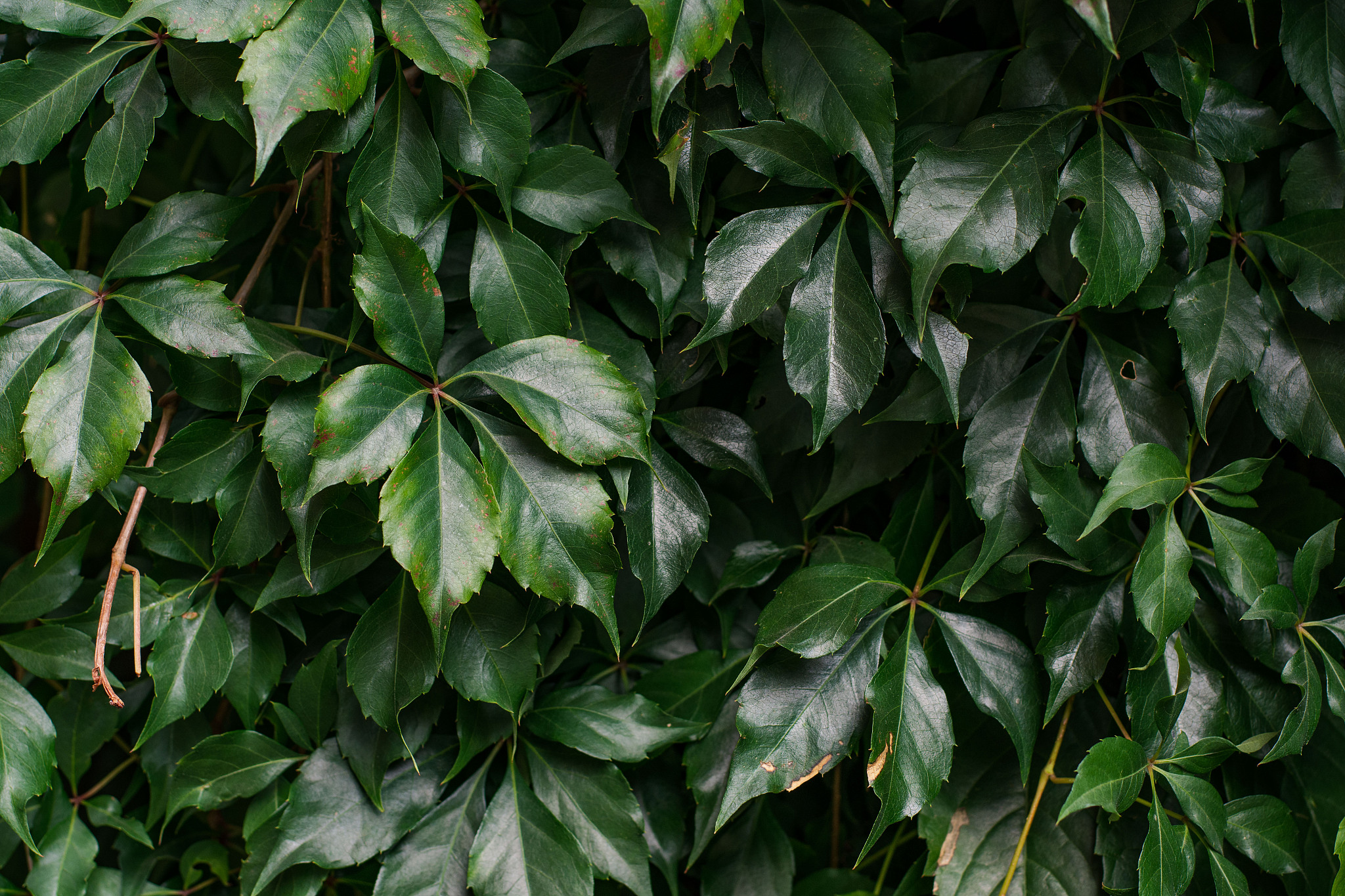 background of grape creeper ivy plant growing on a wall
