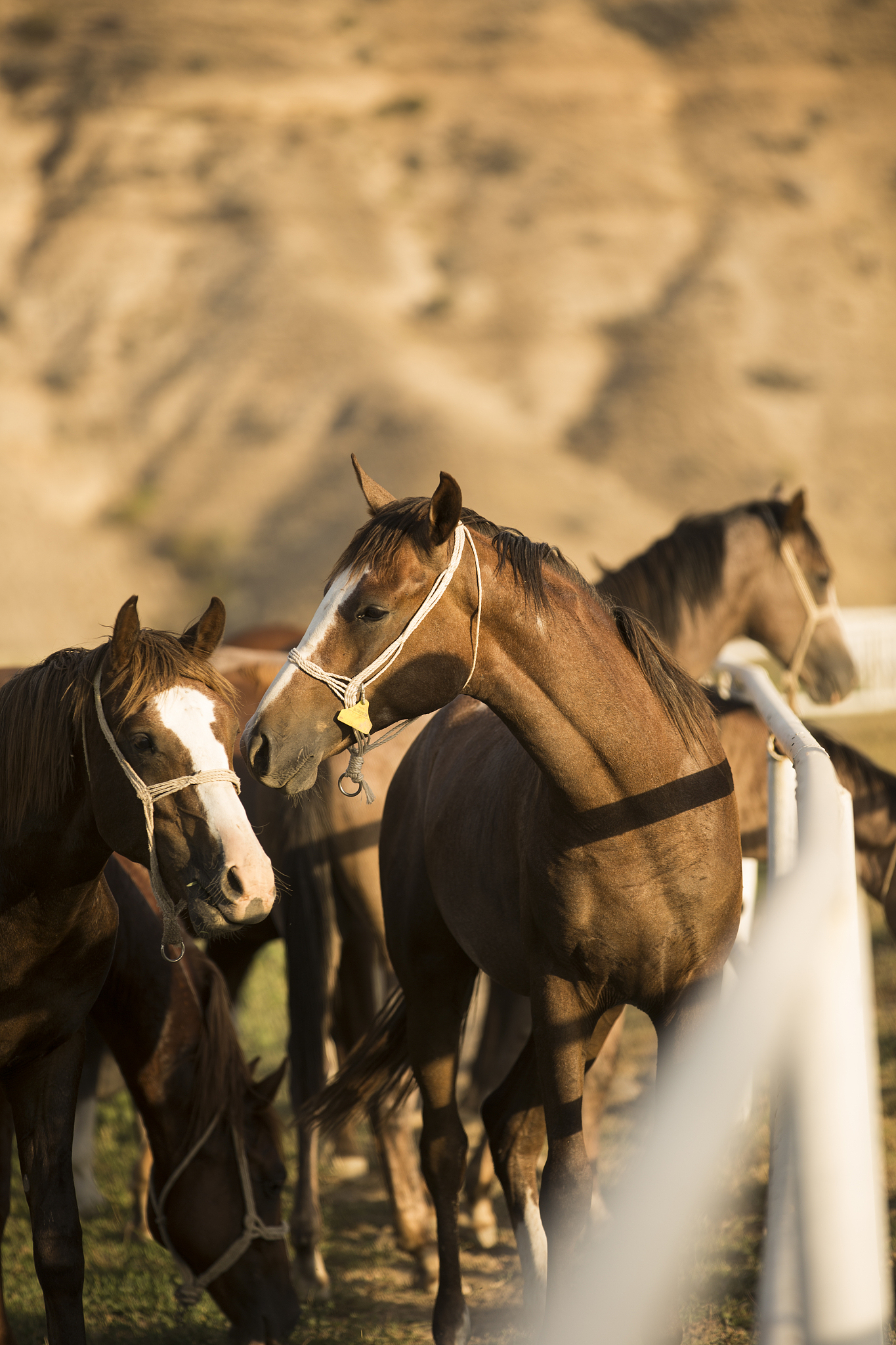 sunset and horses
