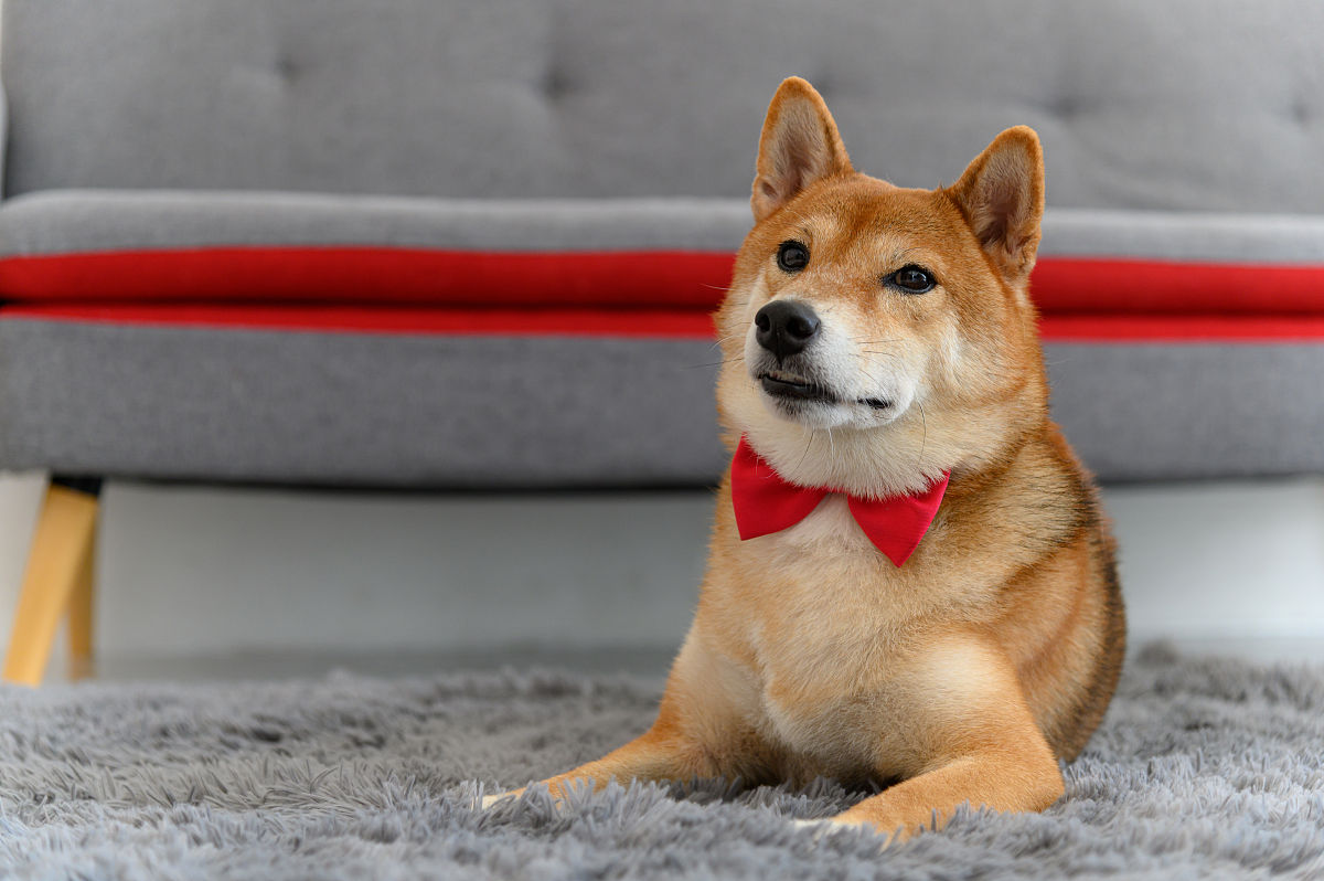 柴犬和面包的区别：如何分辨它们？