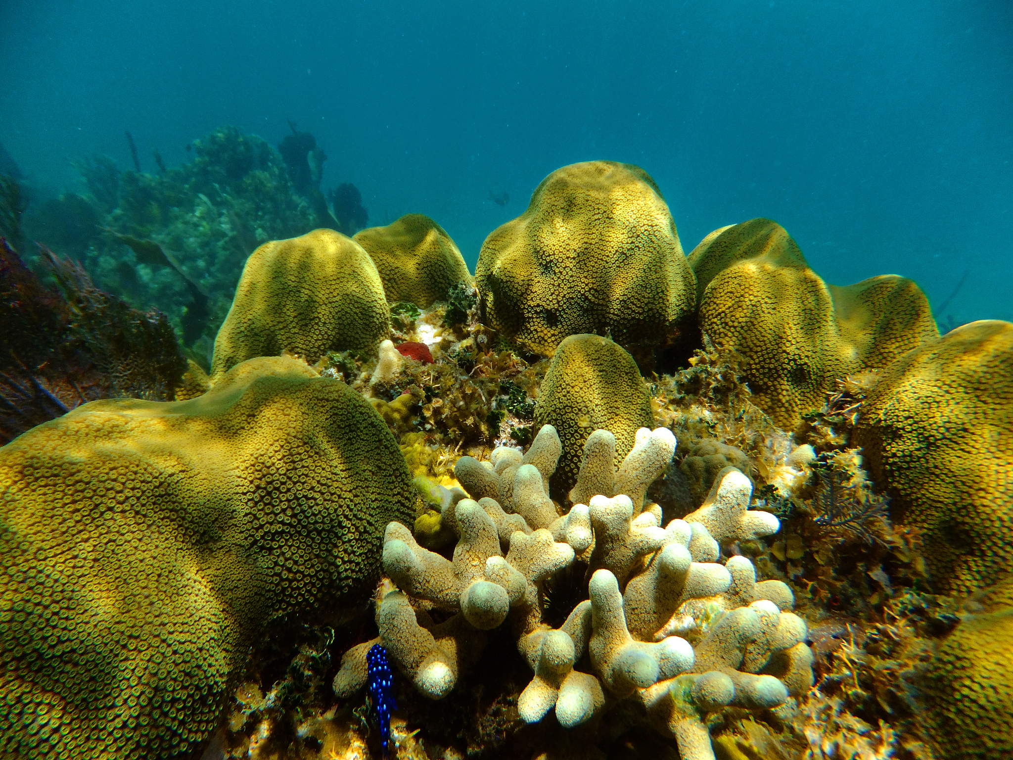 海洋药学专业前景：机遇与挑战并存