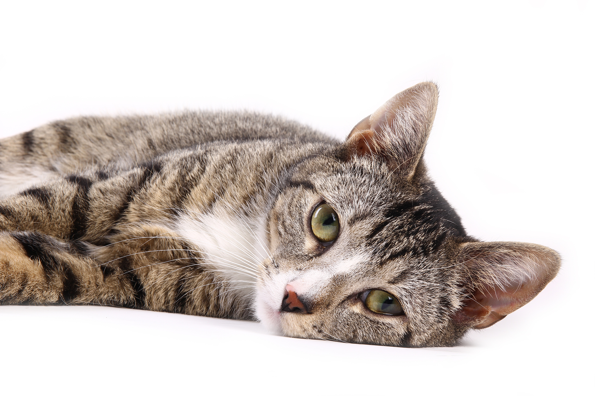 portrait of a beautiful kitten