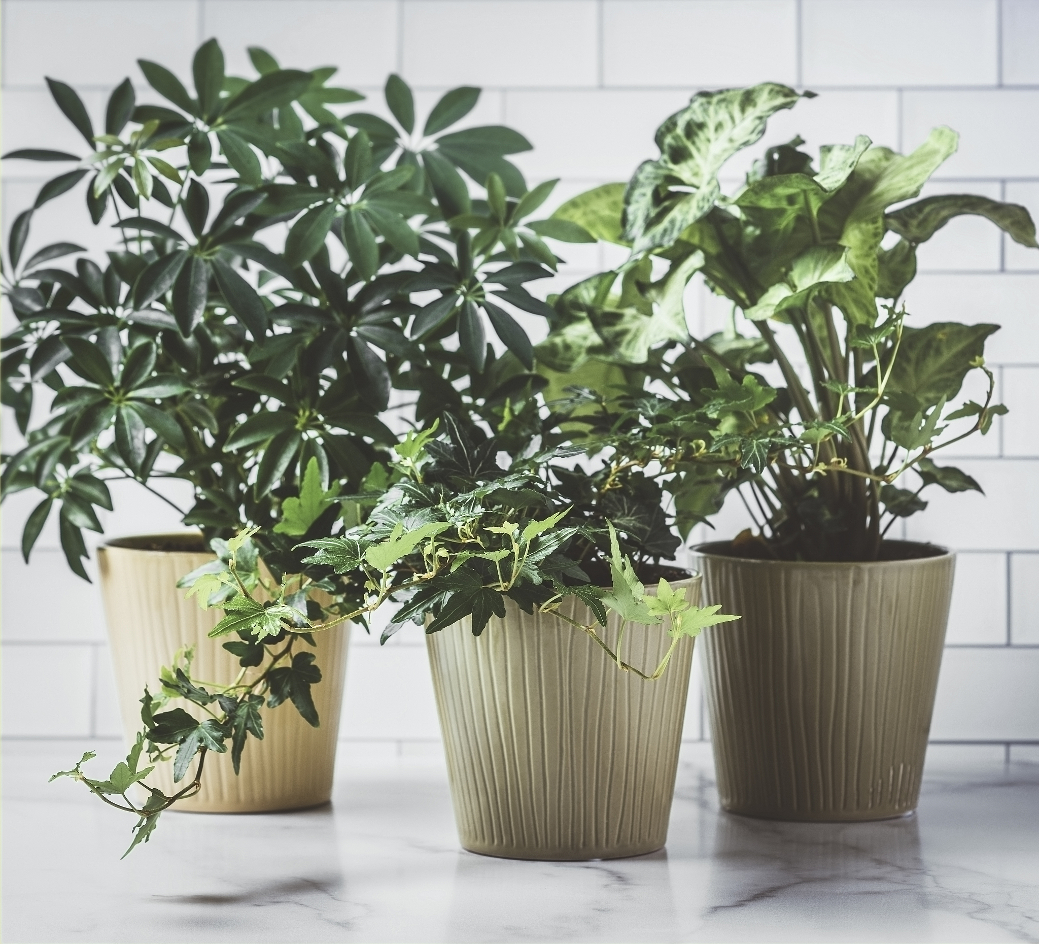 做一个金华万豪酒店盆栽绿植的摆放方案包含绿萝等