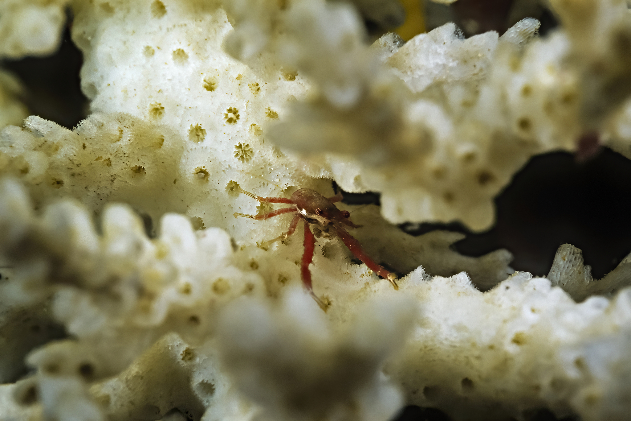 a tiny crab on dead coral, madagascar.