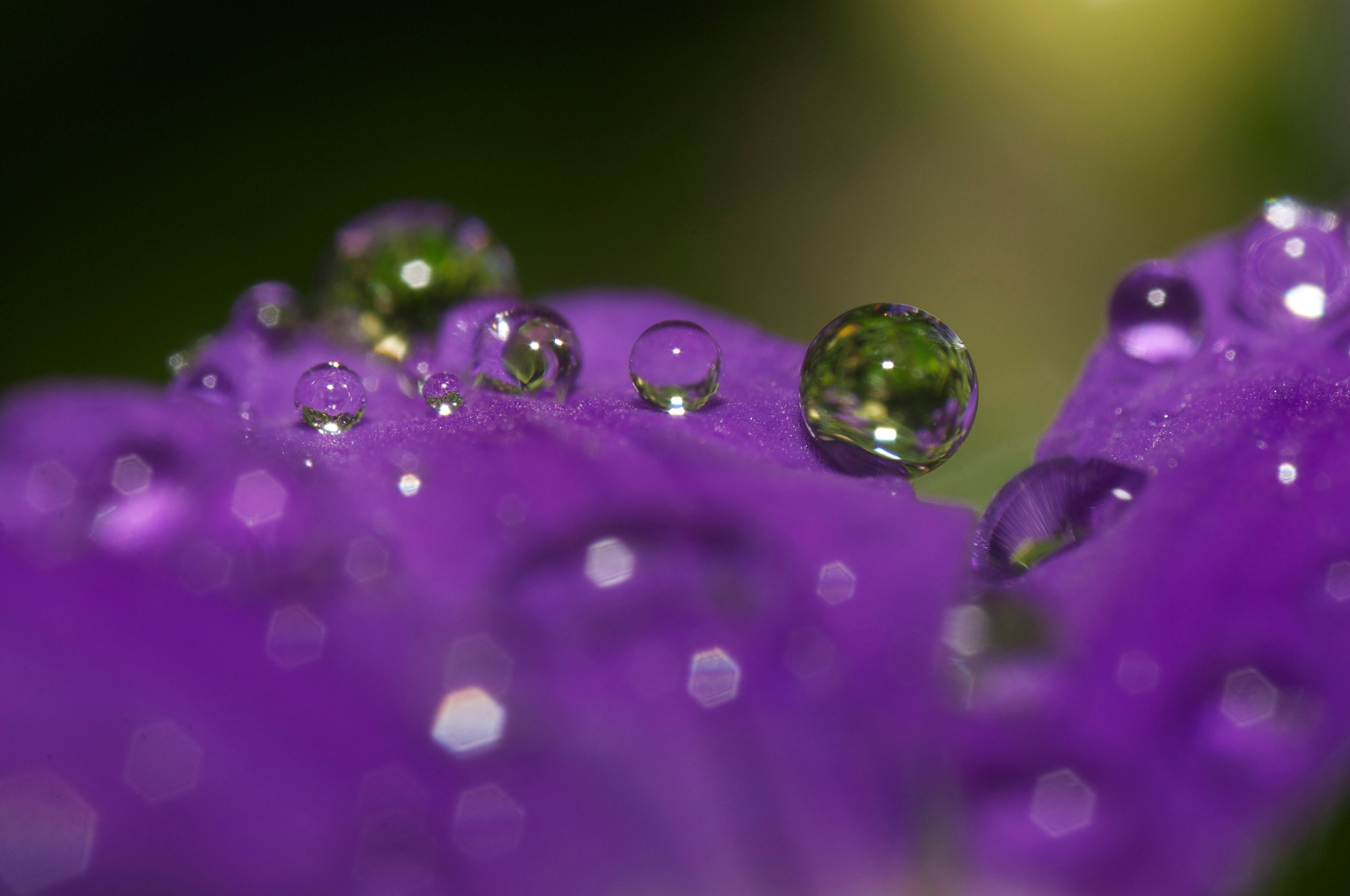 紫色叶子上晶莹水滴，唯美意境摄影图片