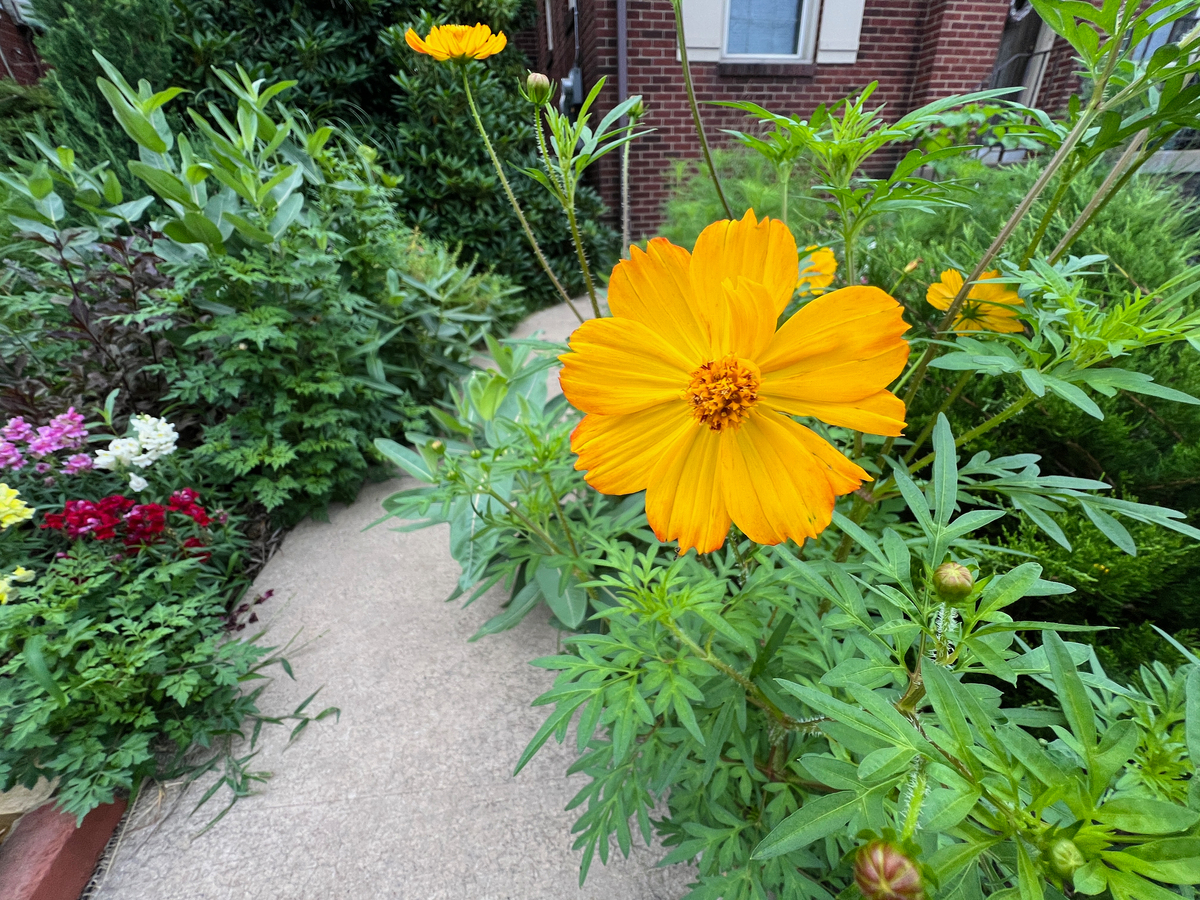 除虫菊一年开花几次？开花浇水技巧大揭秘！