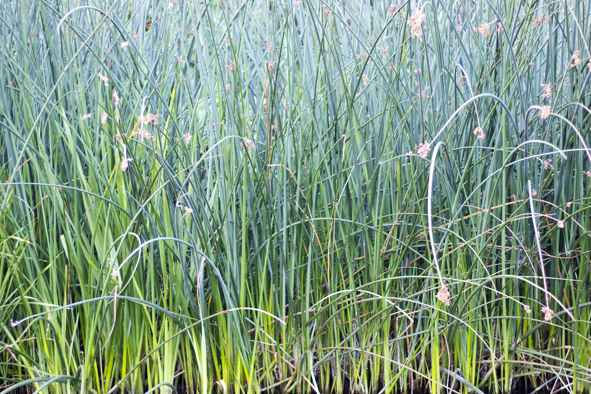 summer green grass