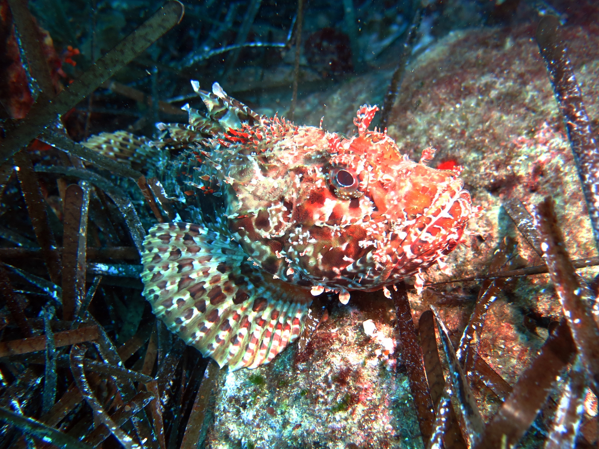 海蛞蝓叶羊：加州海兔的奇妙世界