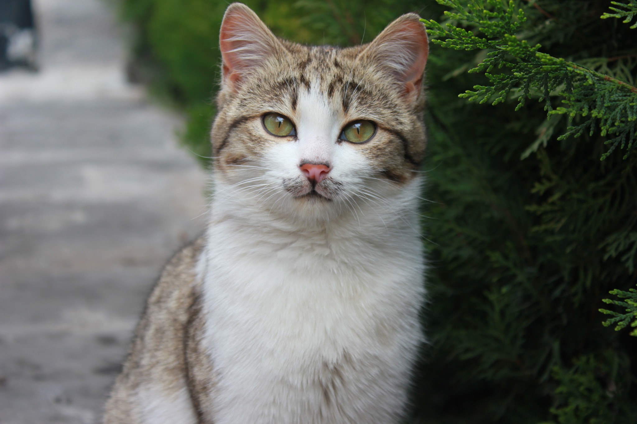 cat