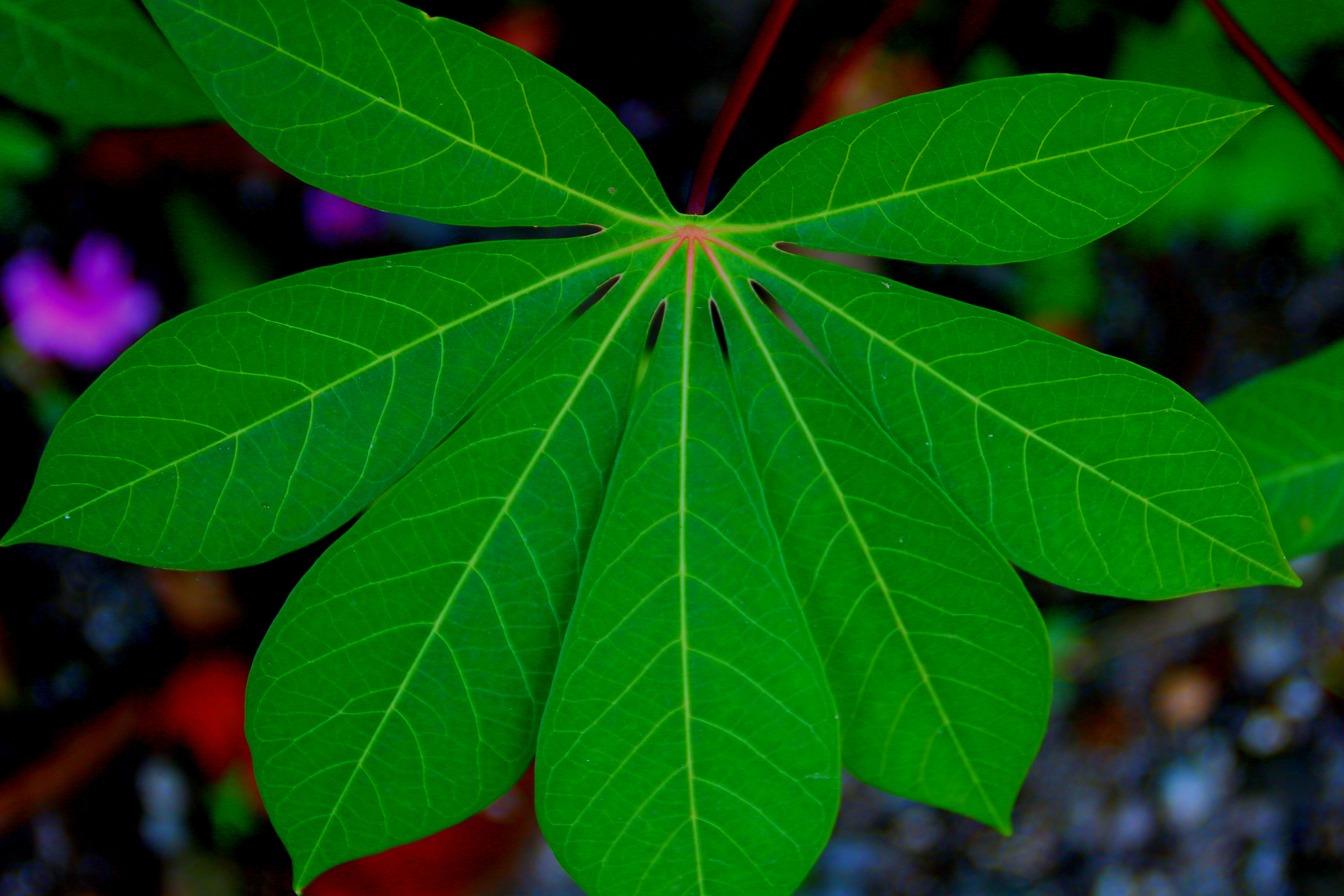 green leaf