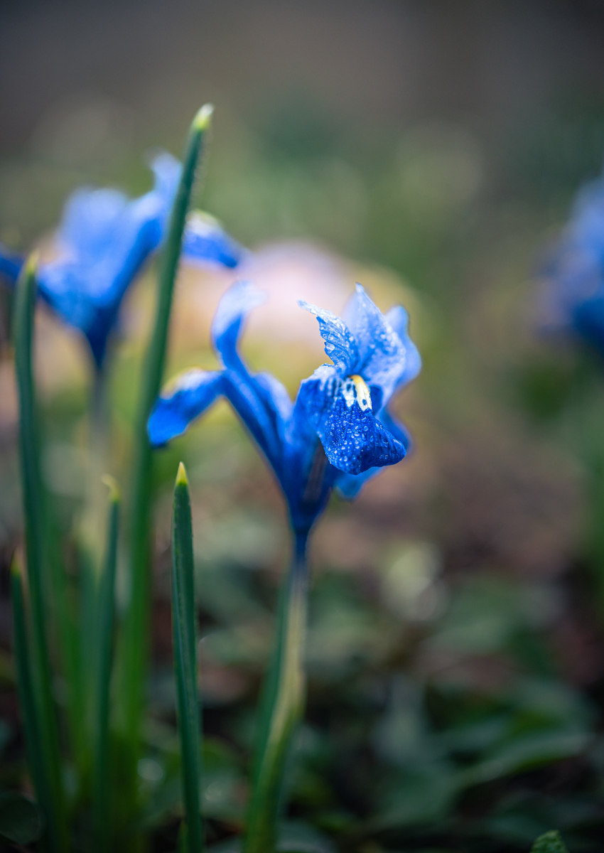 蓝睡莲（忧昙花）怎么摘取？种植和用途介绍