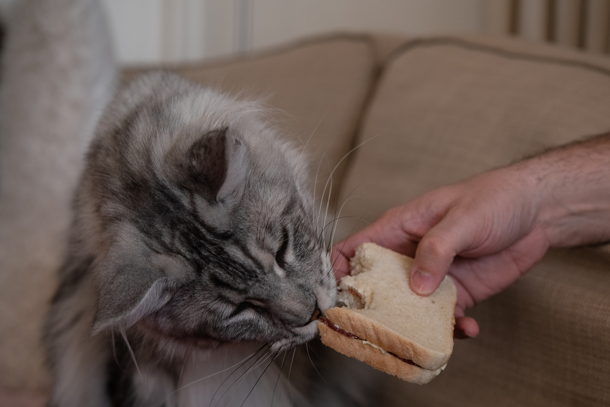 猫可以吃米饭吗
