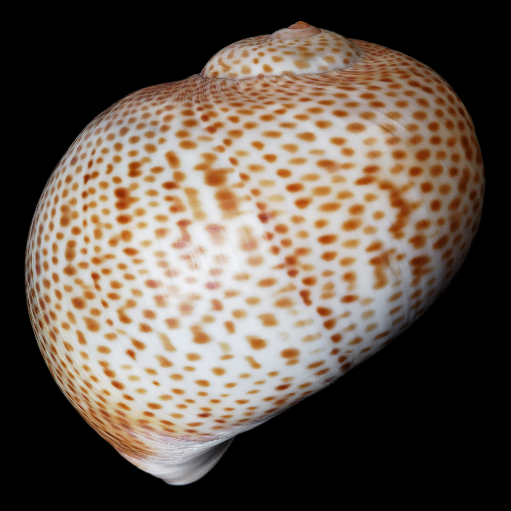 宁波海洋职业技术学校2022年招生条件及专业人数-好不好