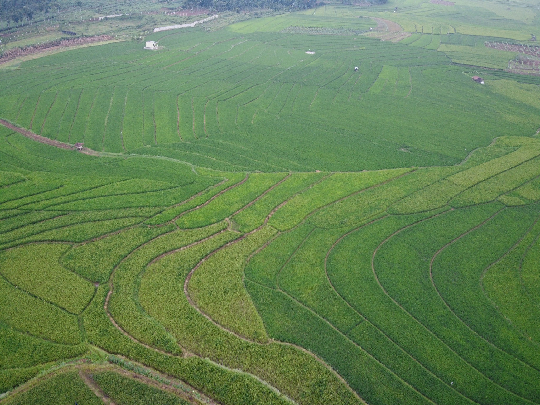 aerial panorama of agrarian rice fields landscape in the city of