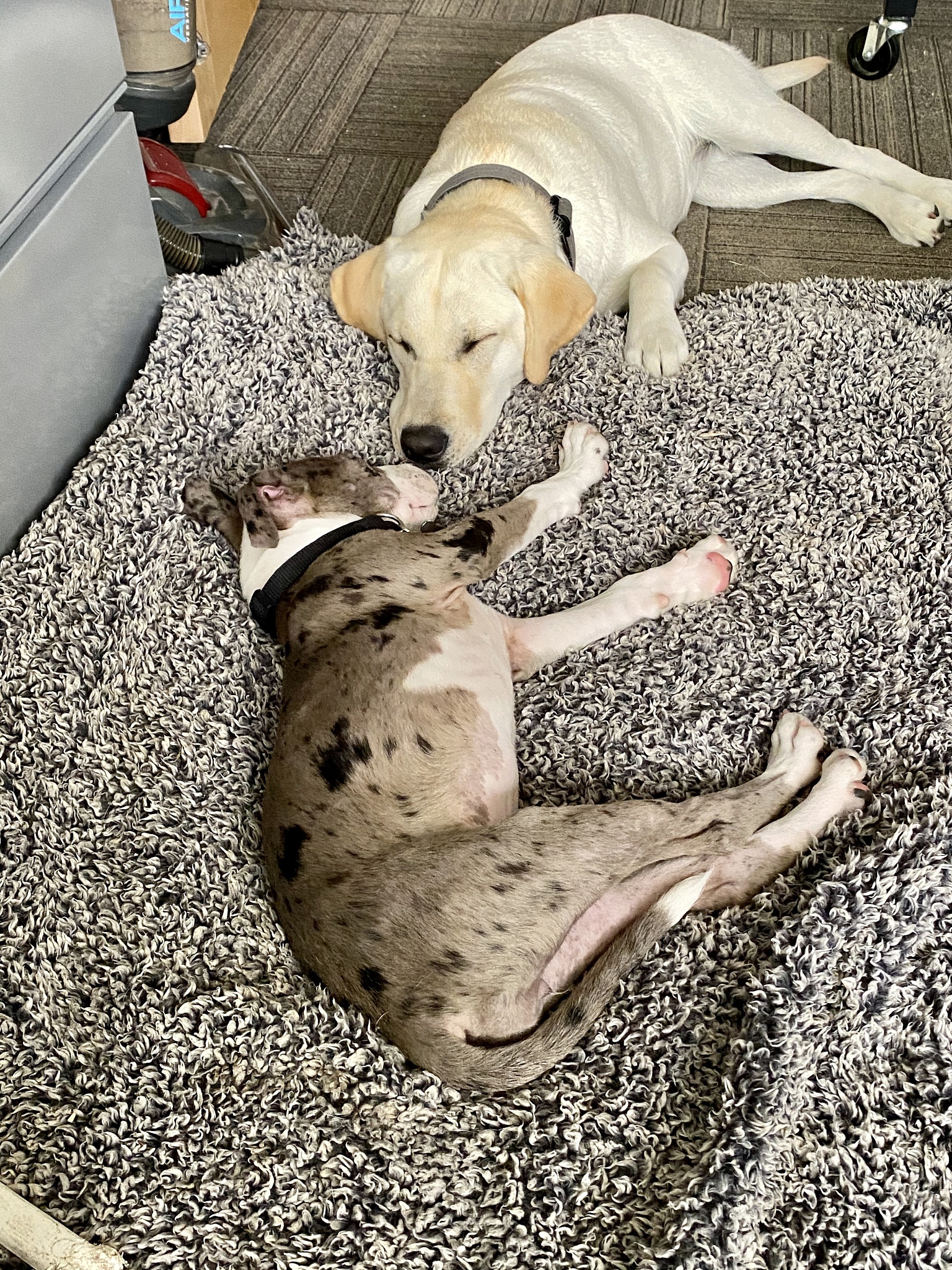 主人一抱猫 狗就吃醋怎么办