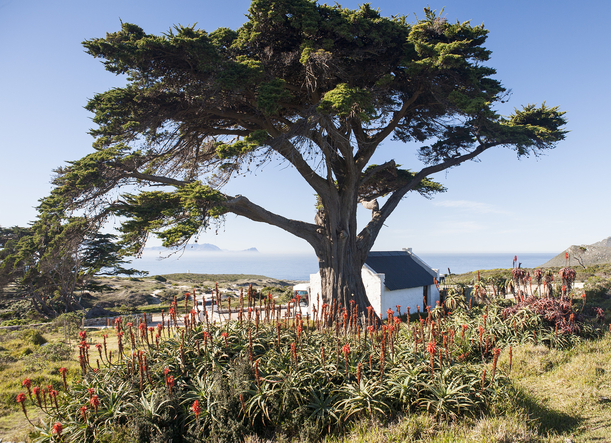 庞德诗歌I remember the peach trees that grew around the temple全文