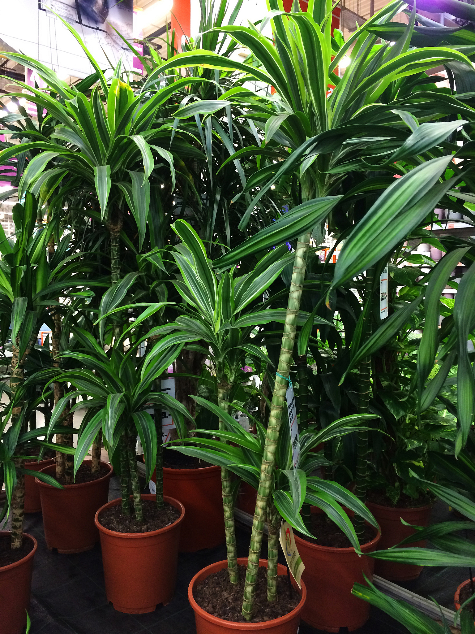 龙血树如何养？