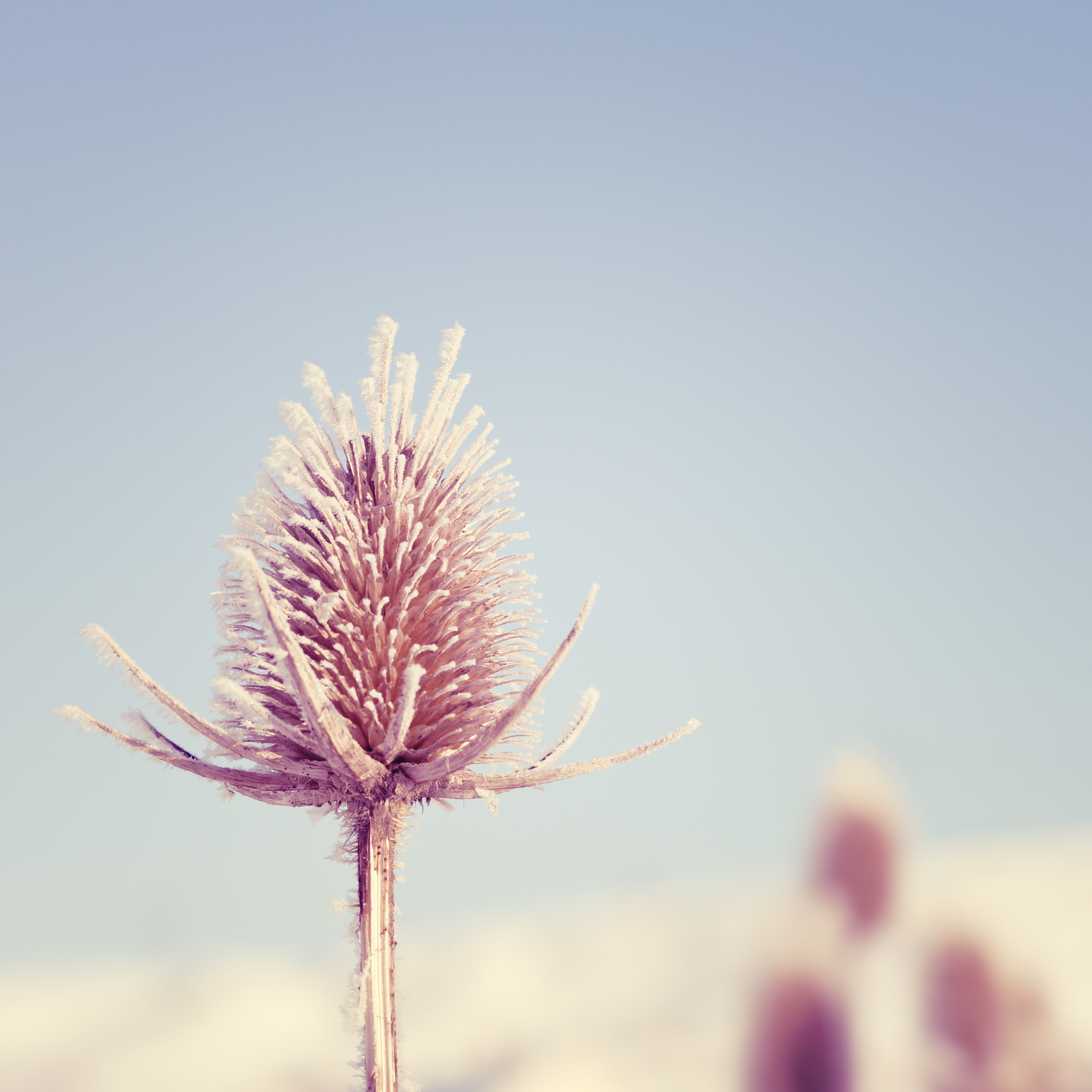 thistle in winter