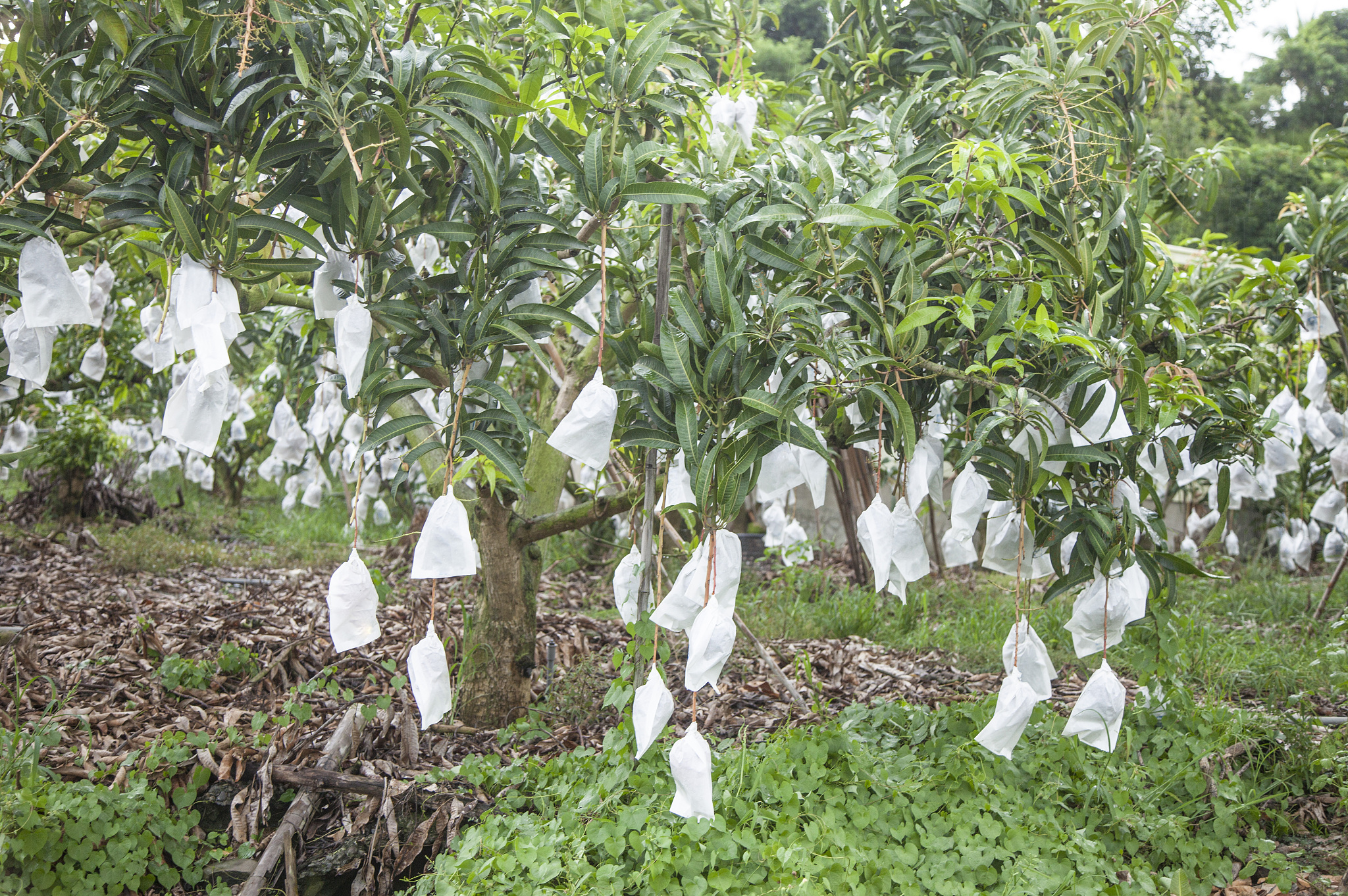 榴莲树多少度会冻死什么时间是榴莲上市2000字