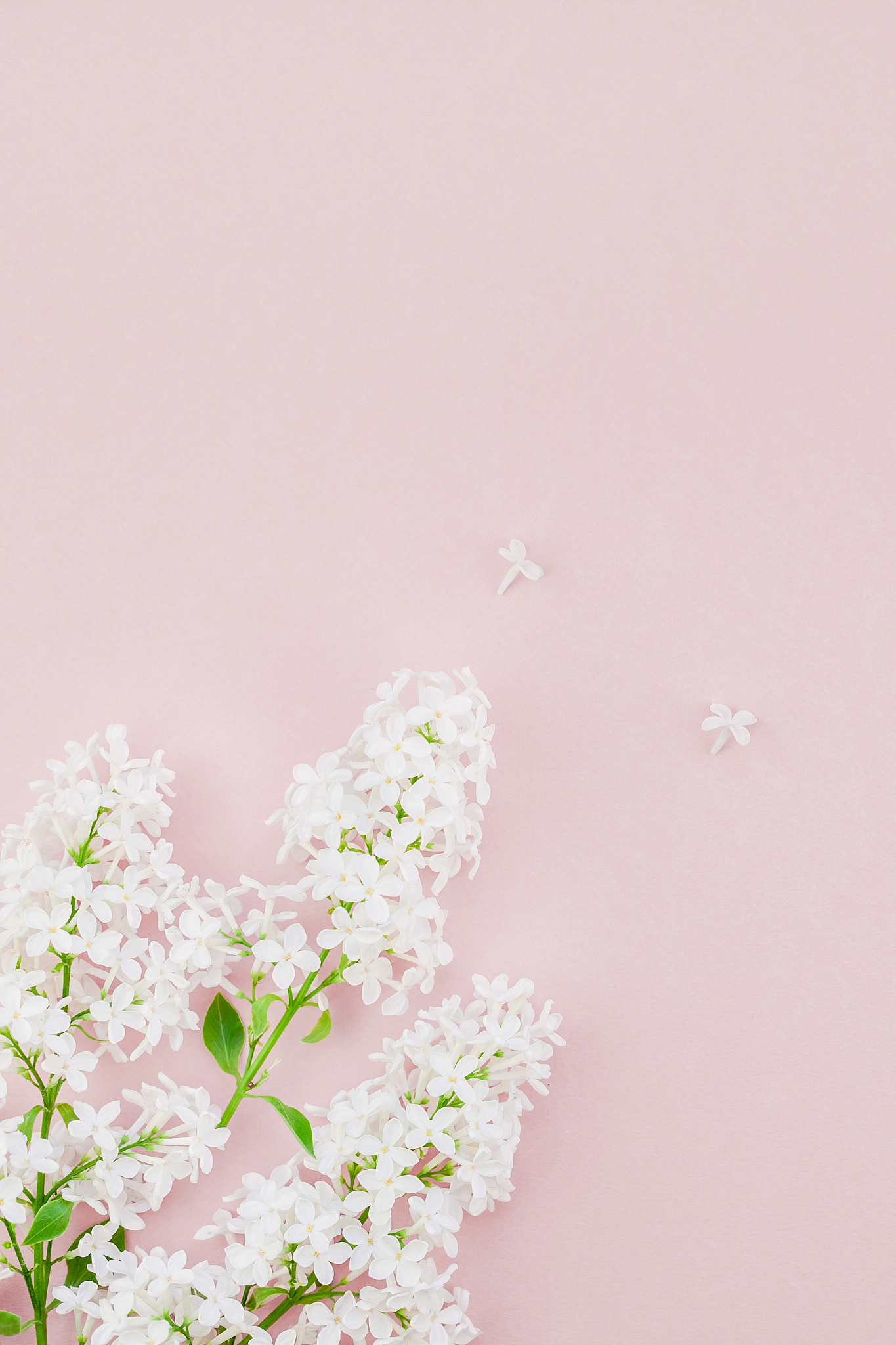 pink background with white lilac flowers